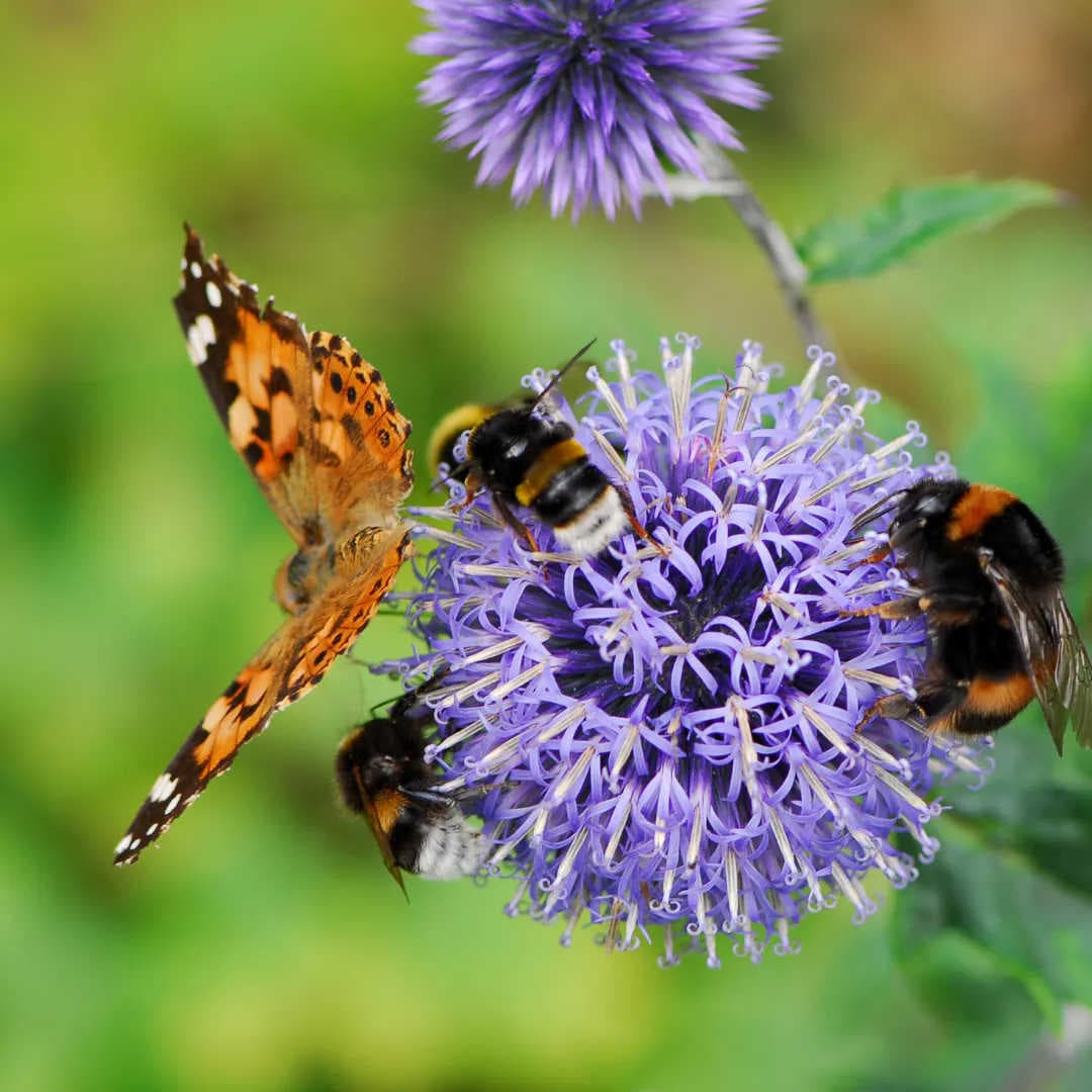 L'importance des pollinisateurs