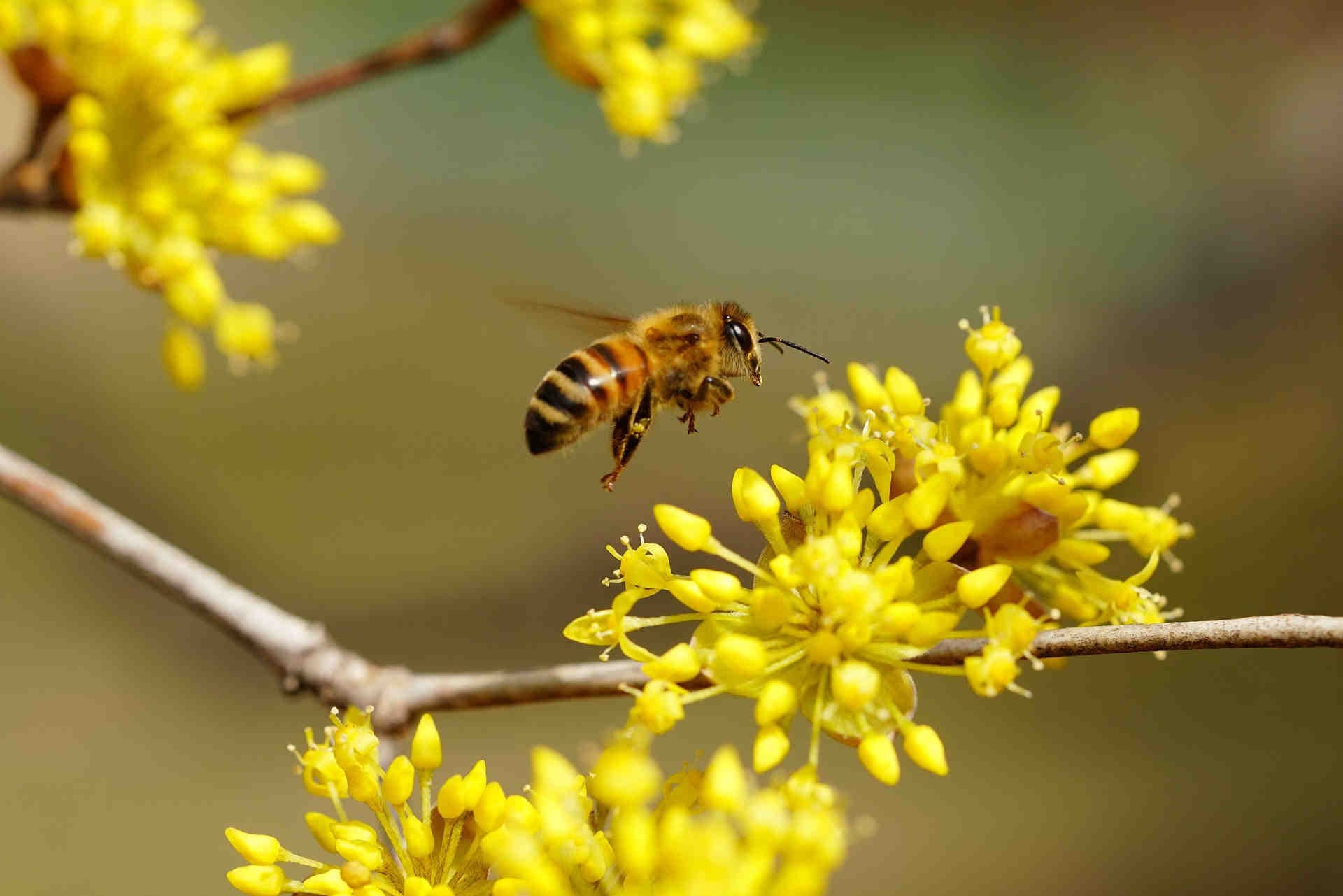 Adopt a 3Bee hive