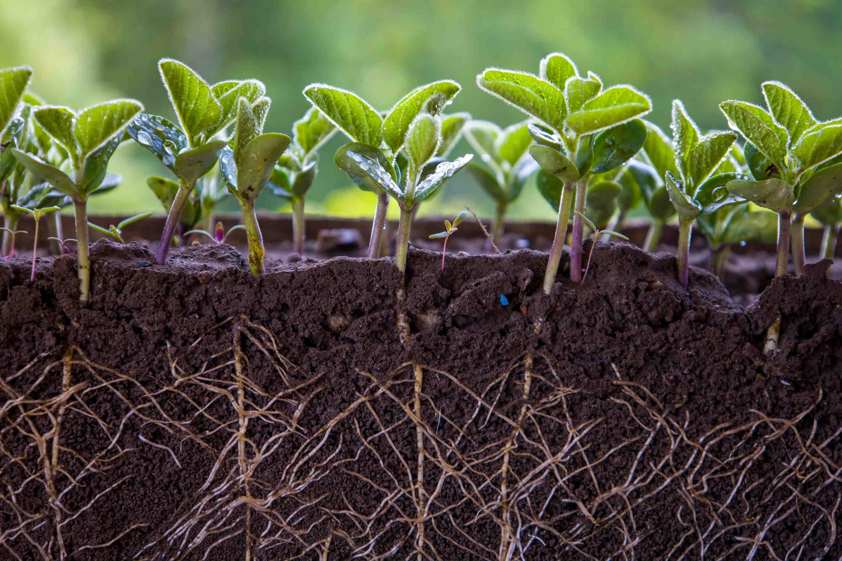 World Soil Day: the history