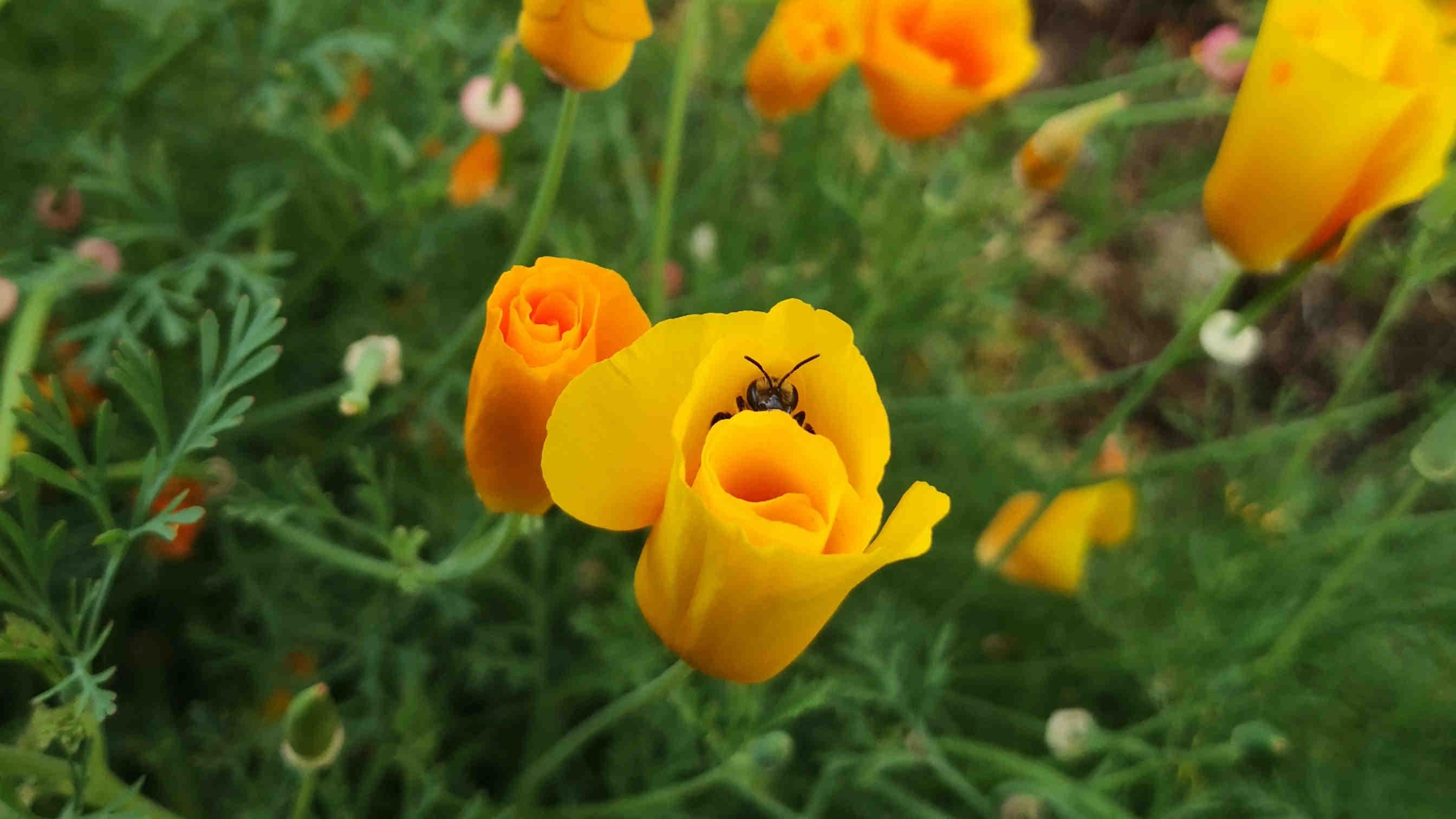 3bee-blog-xnatura-ascoltare-il-linguaggio-degli-ecosistemi