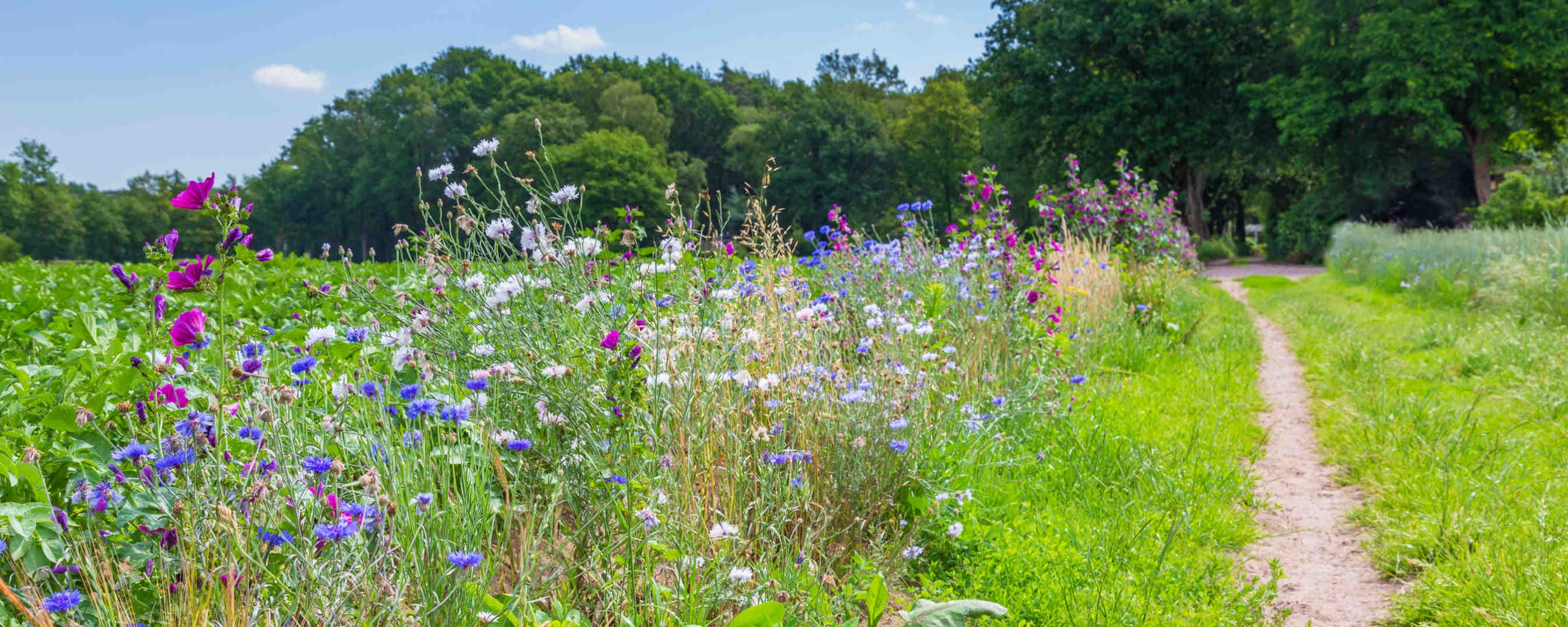 Terreno com molta biodiversità in Emilia