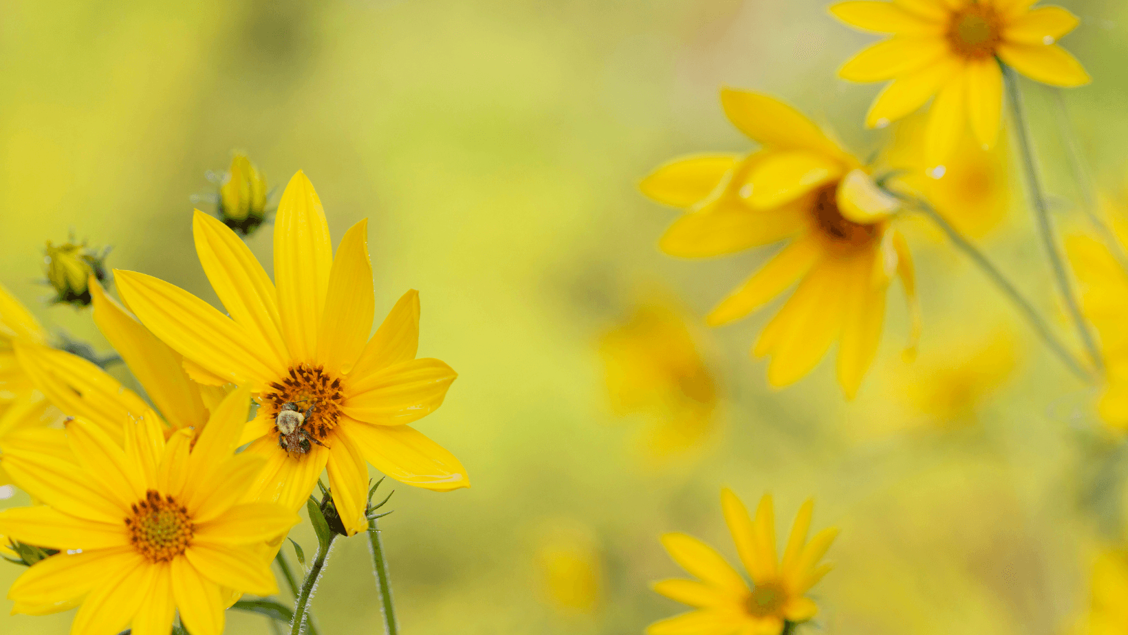 ¿Qué flores salvan a las abejas?