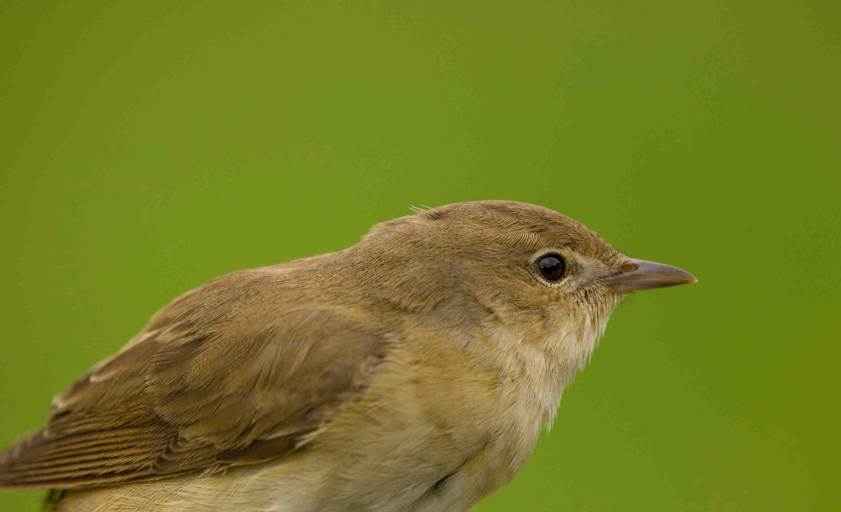 A garden warbler