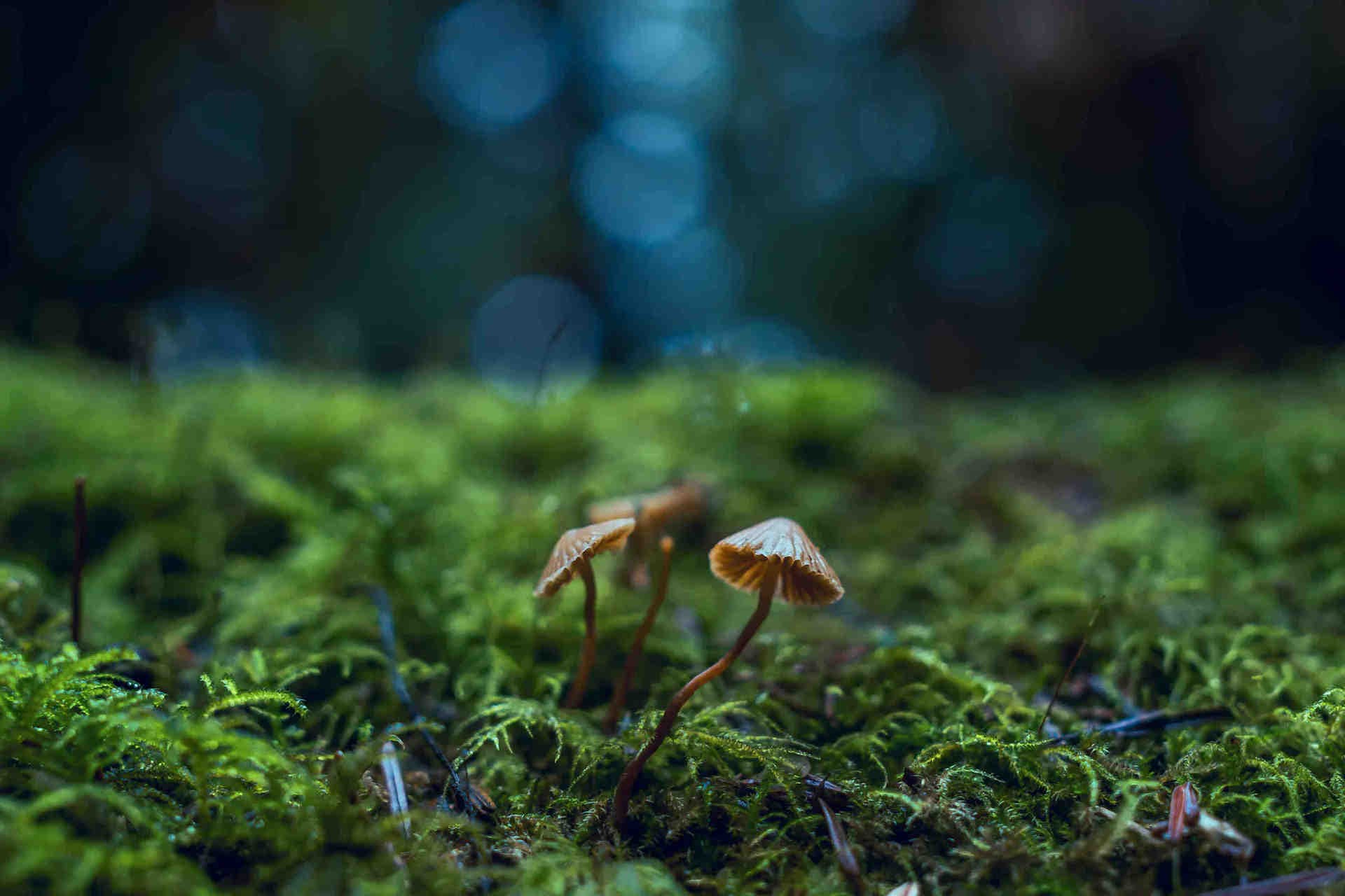 Comprendre la loi sur la restauration de la nature