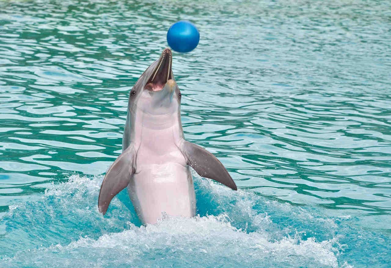 Delfino che gioca