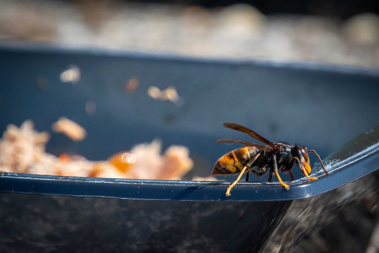 vespa_velutina