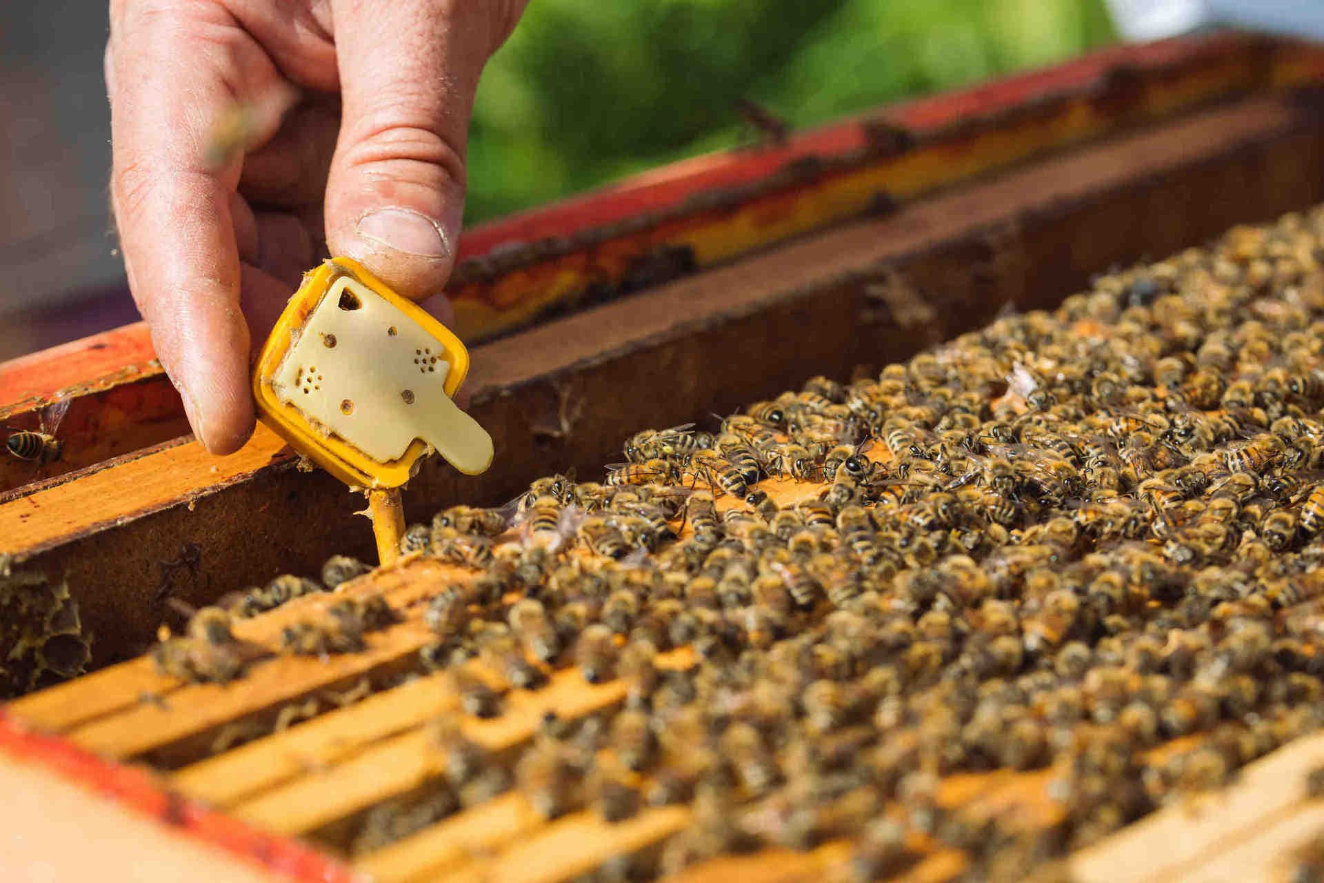 L'engagement de 3Bee pour la Journée mondiale de l'abeille
