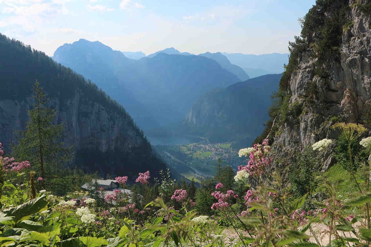 montagna fiori