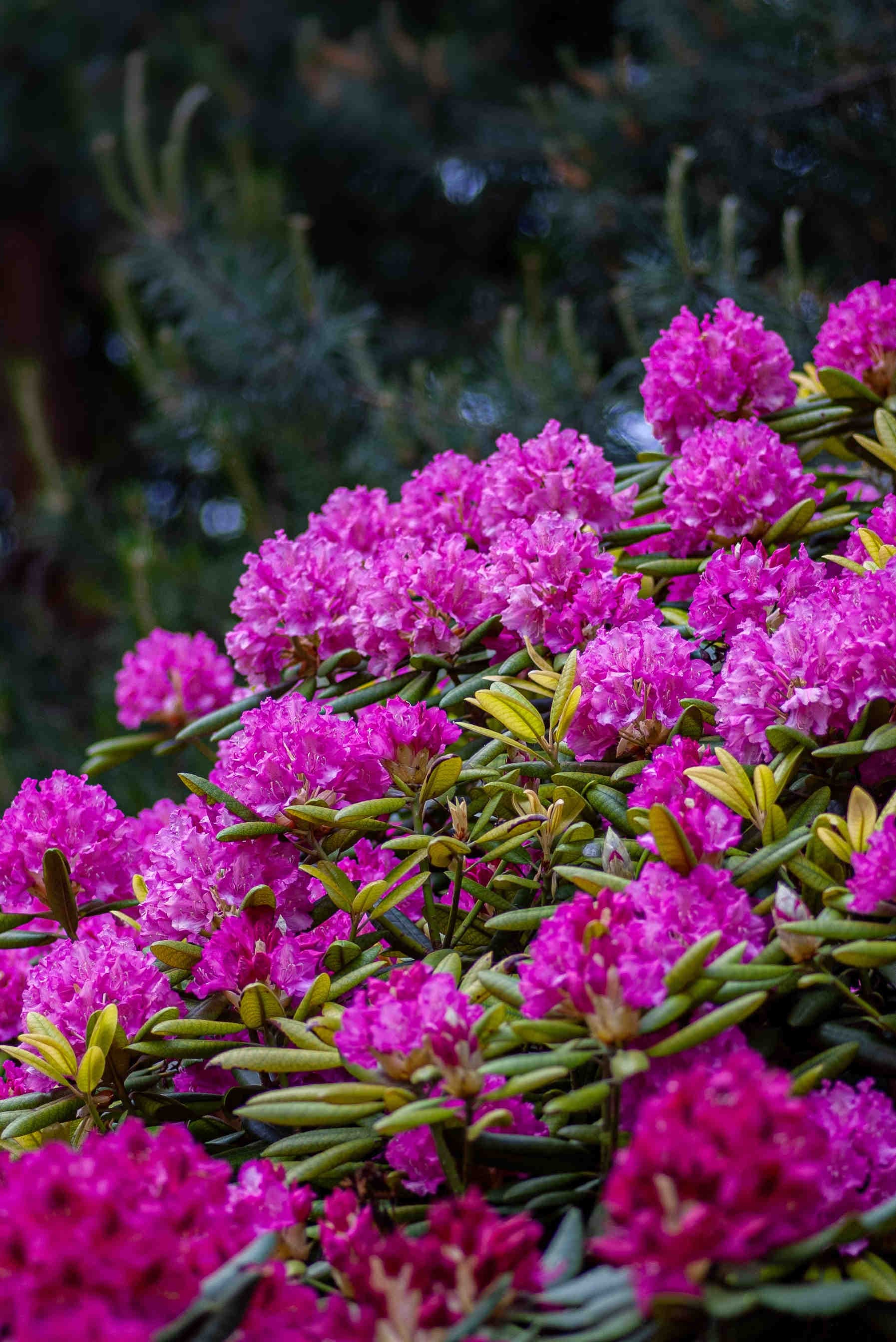Miel de rhododendron : Caractéristiques et propriétés