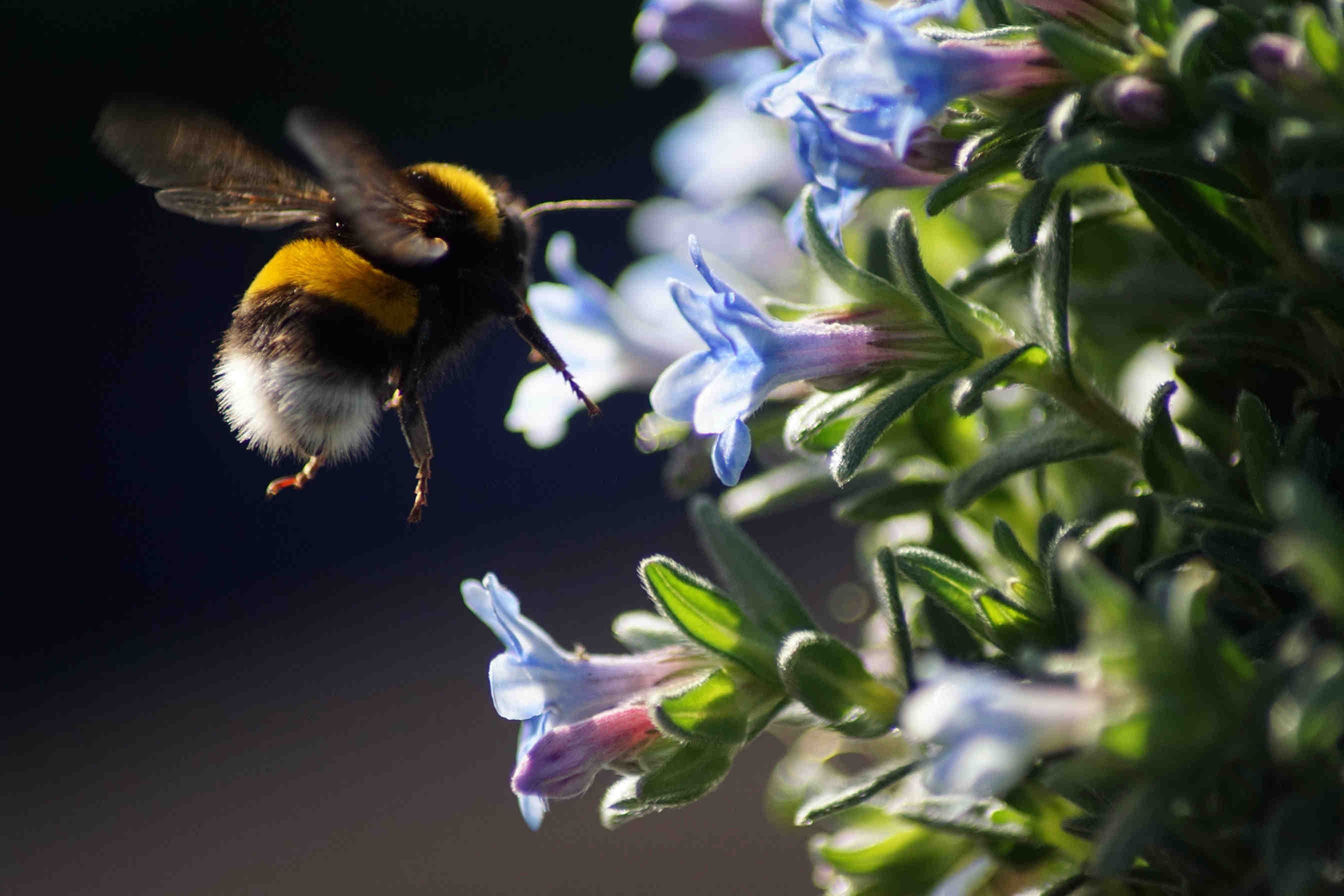 Bombo_Bombus
