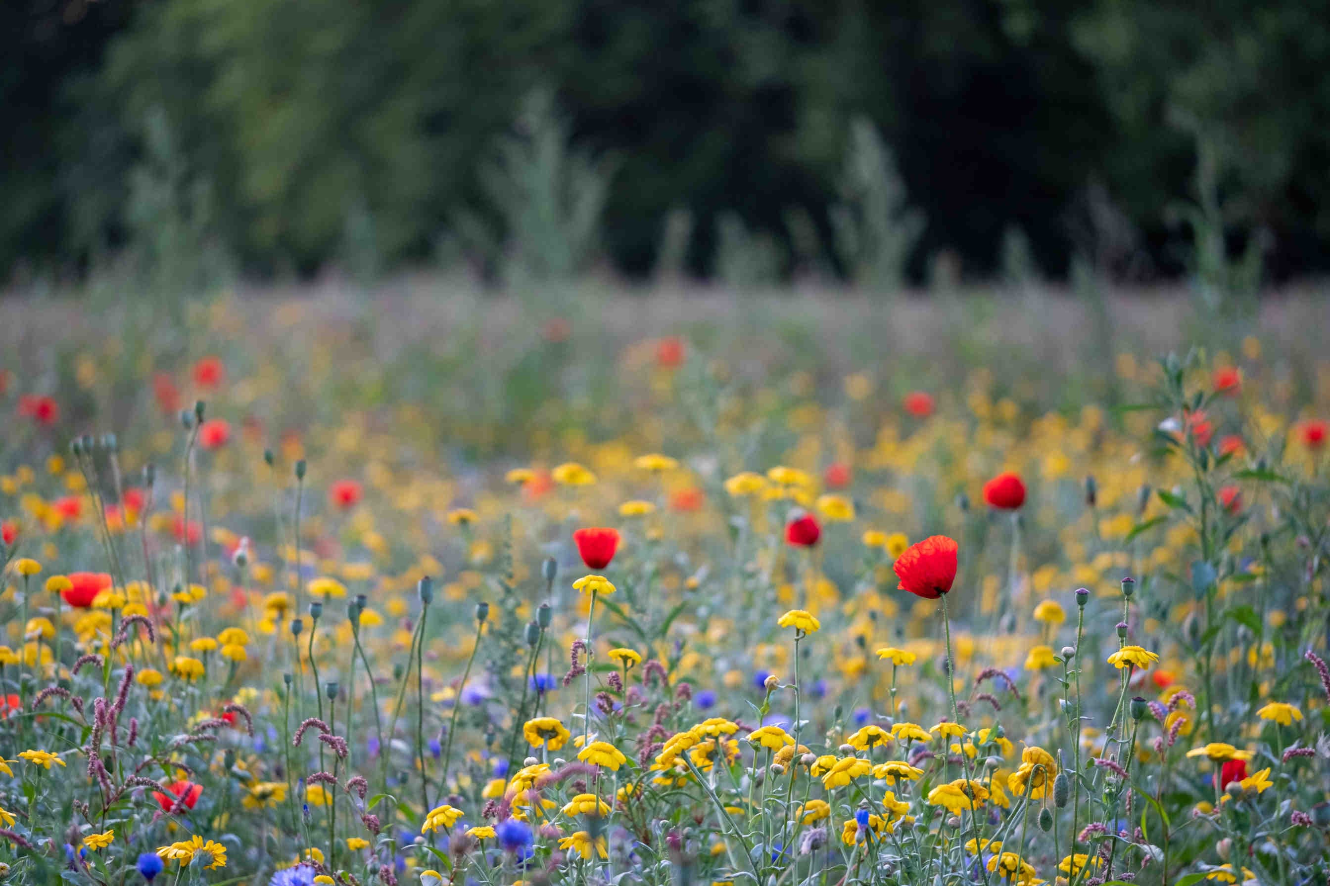 Nature Restoration Law ufficialmente approvata dall’UE