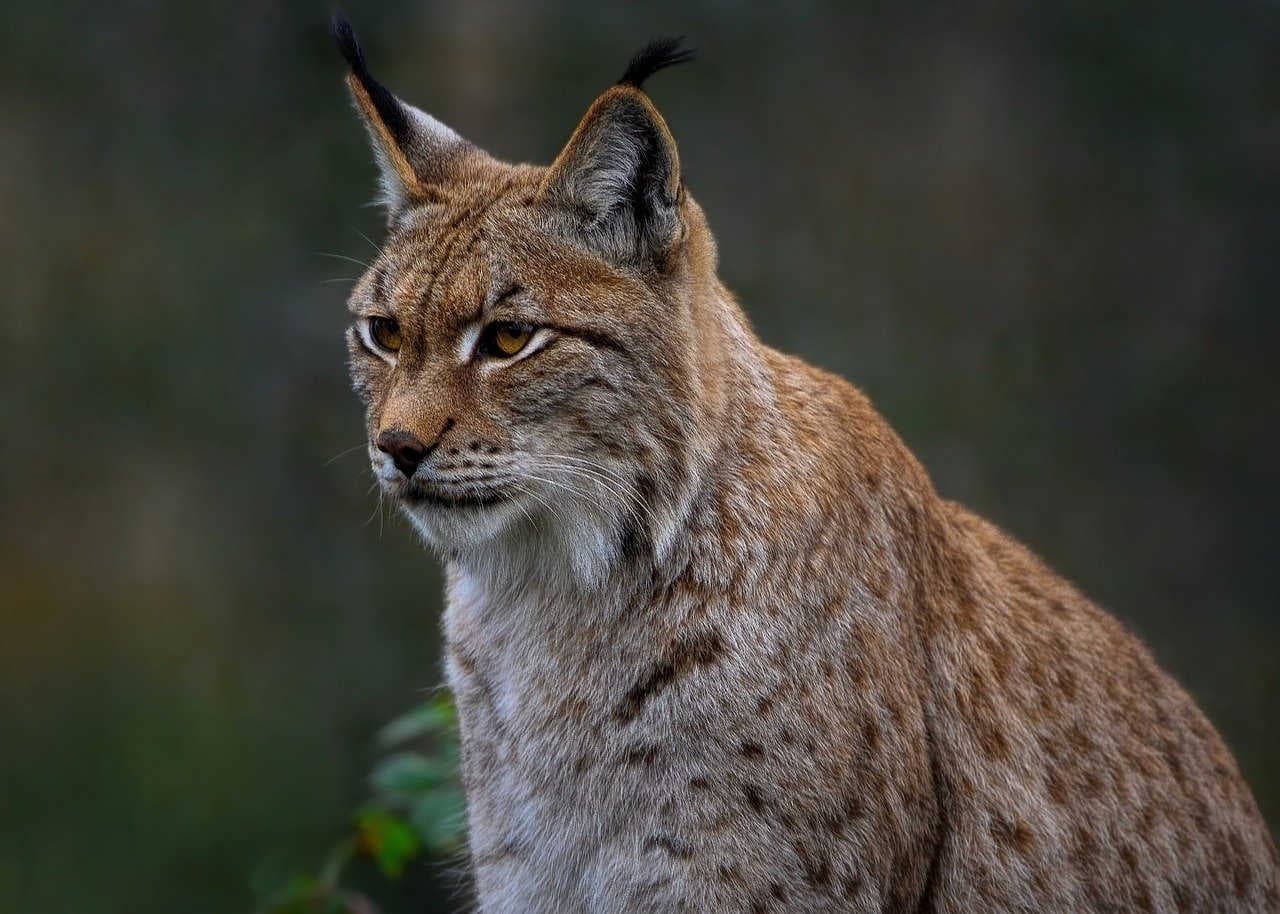 reintroduzione della lince in europa