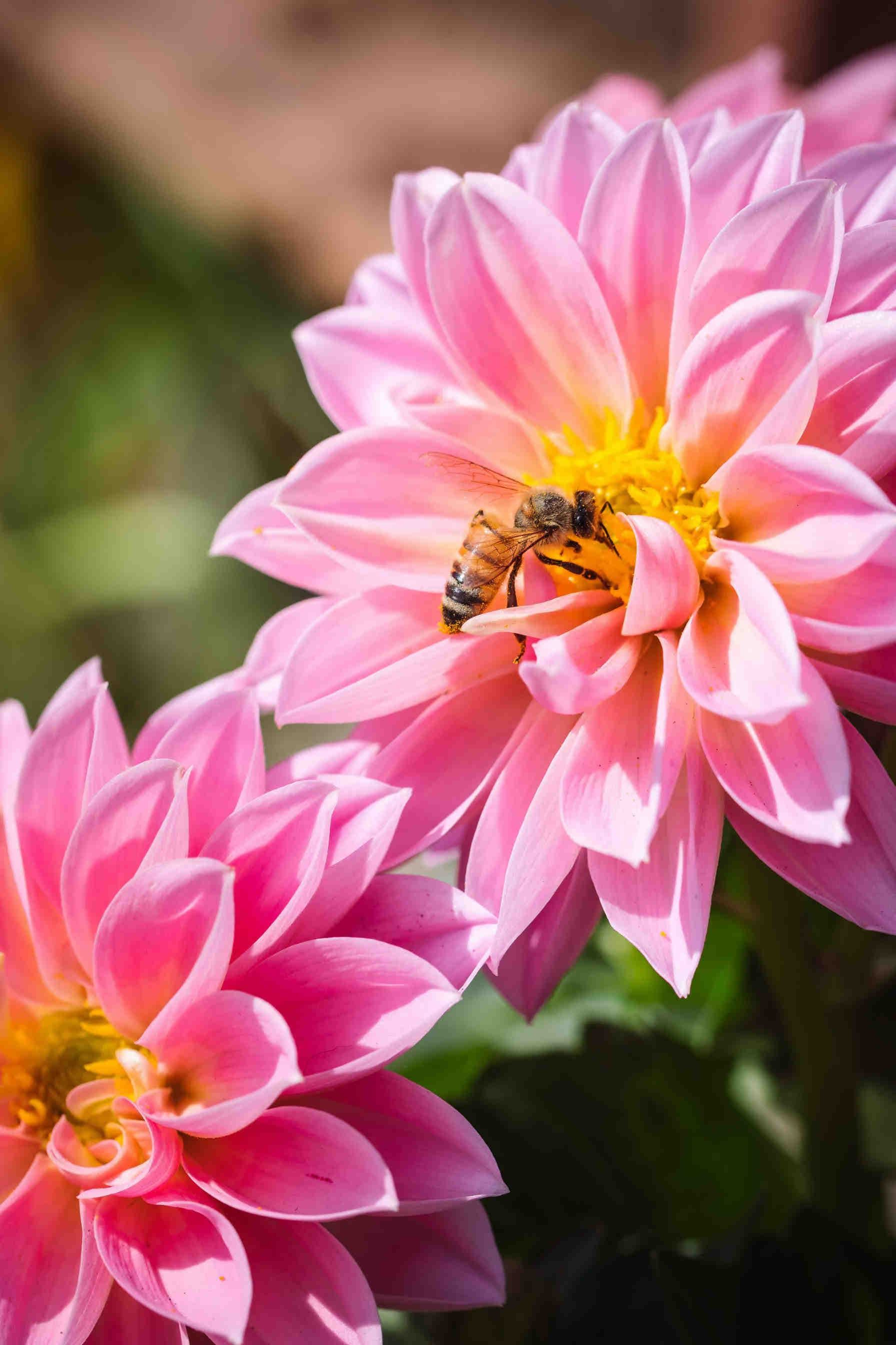 Abeilles saines, écosystème sain : le thème de la journée