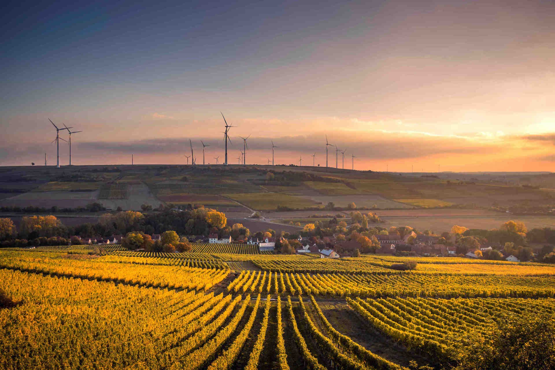 Biodiversité et photovoltaïque : une combinaison possible