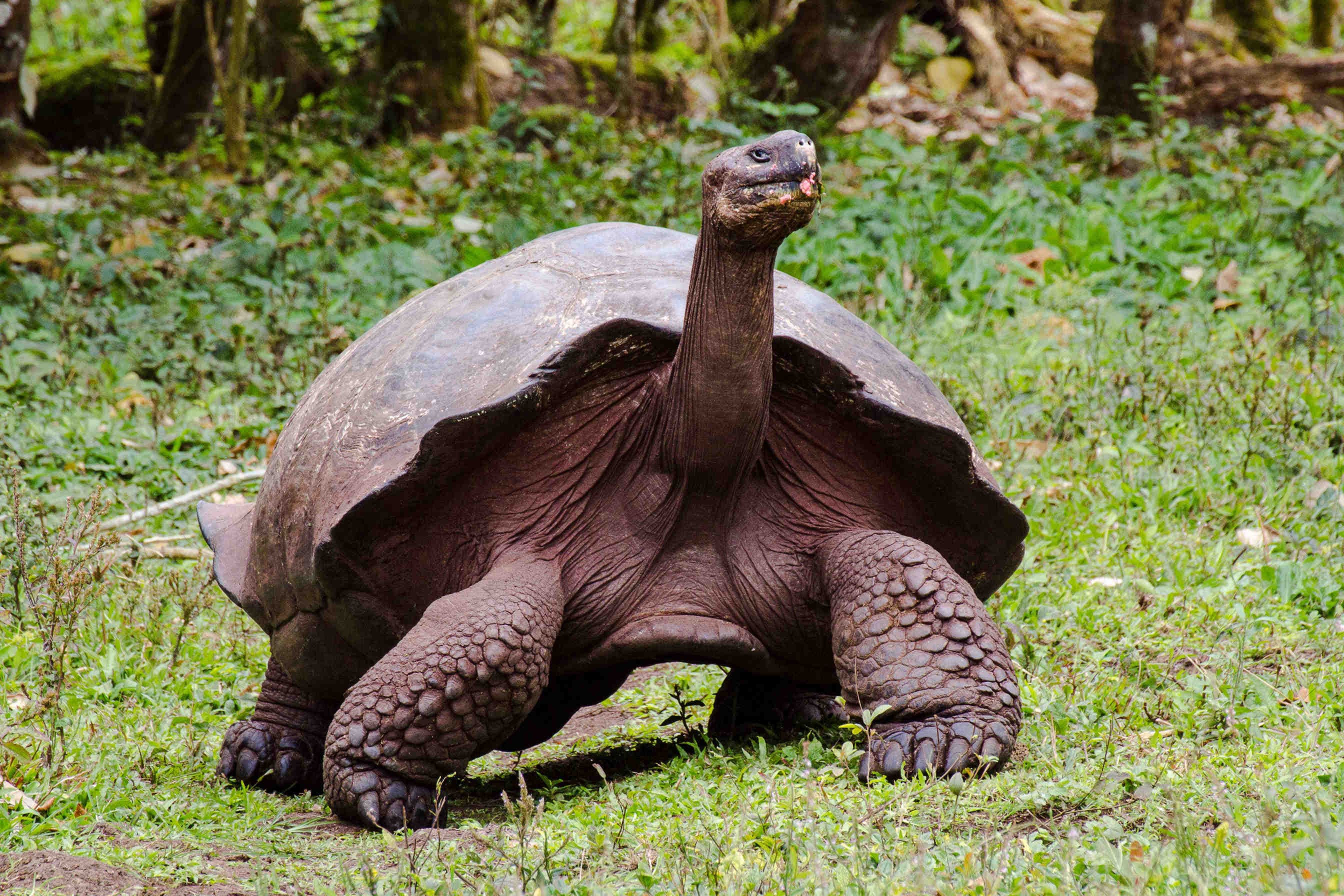 tartaruga
