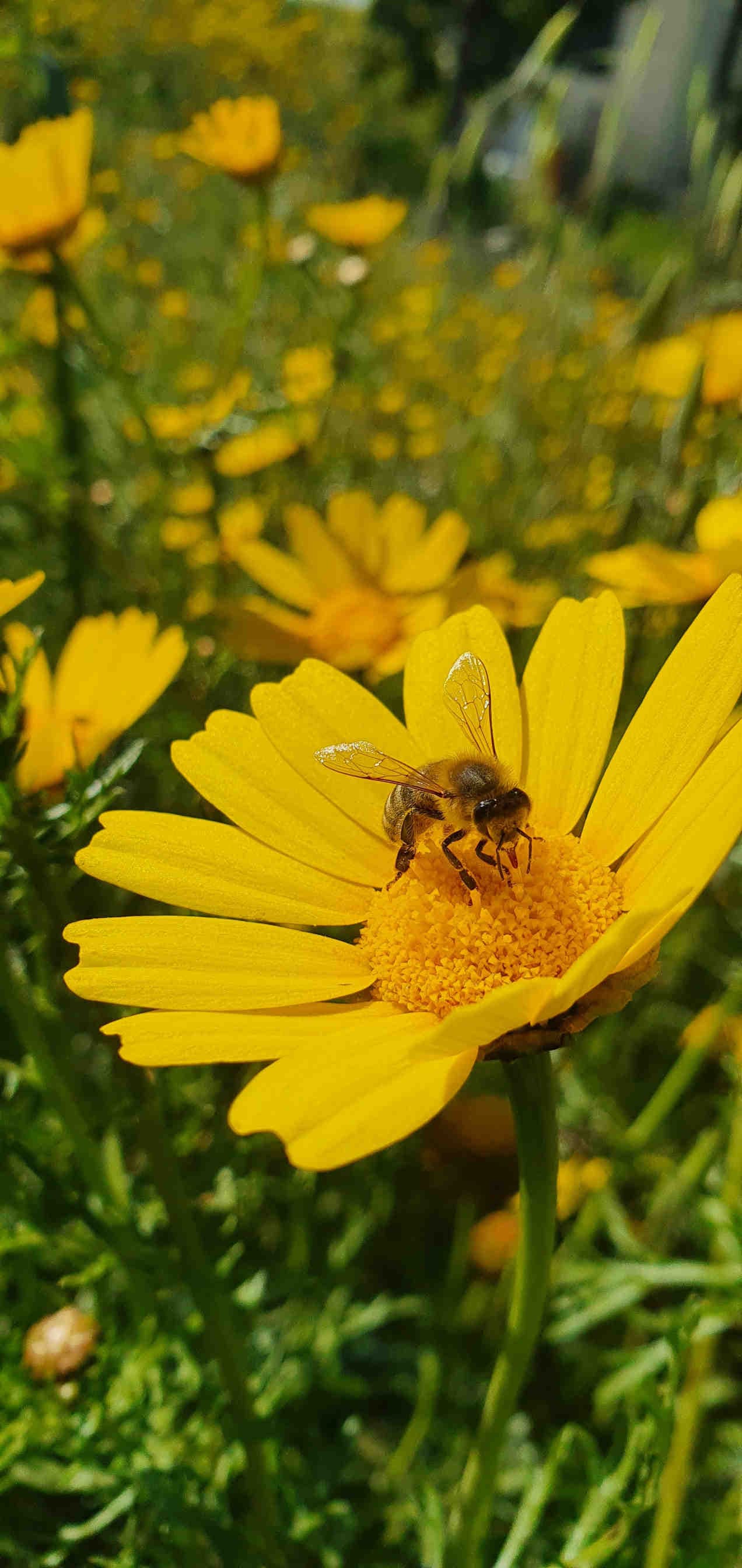 3Bee, nace de una idea que pone a la abeja en el centro