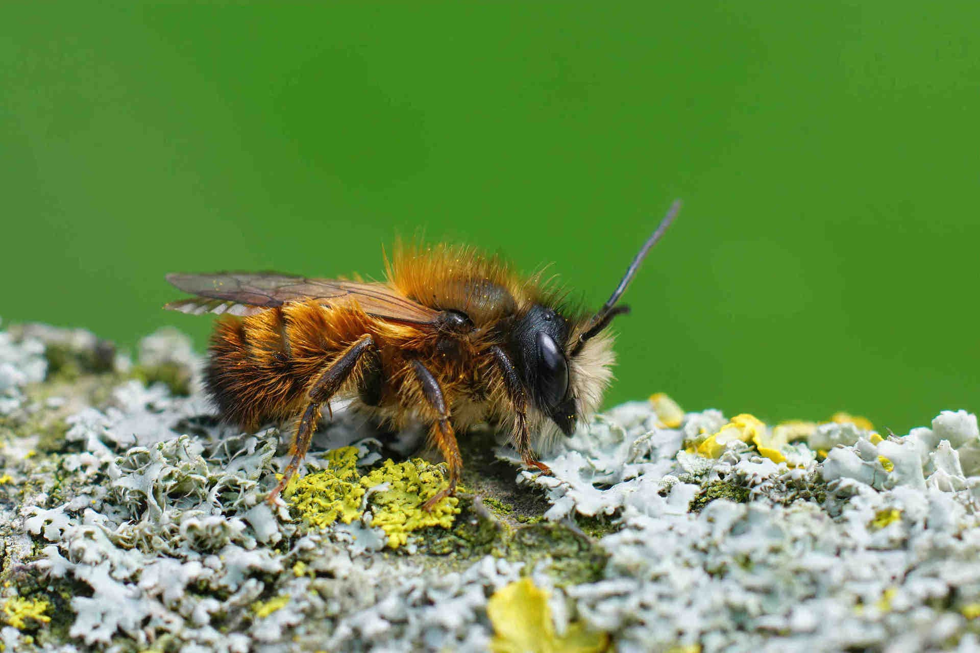 Abeilles sauvages: la découverte du monde des pollinisateurs