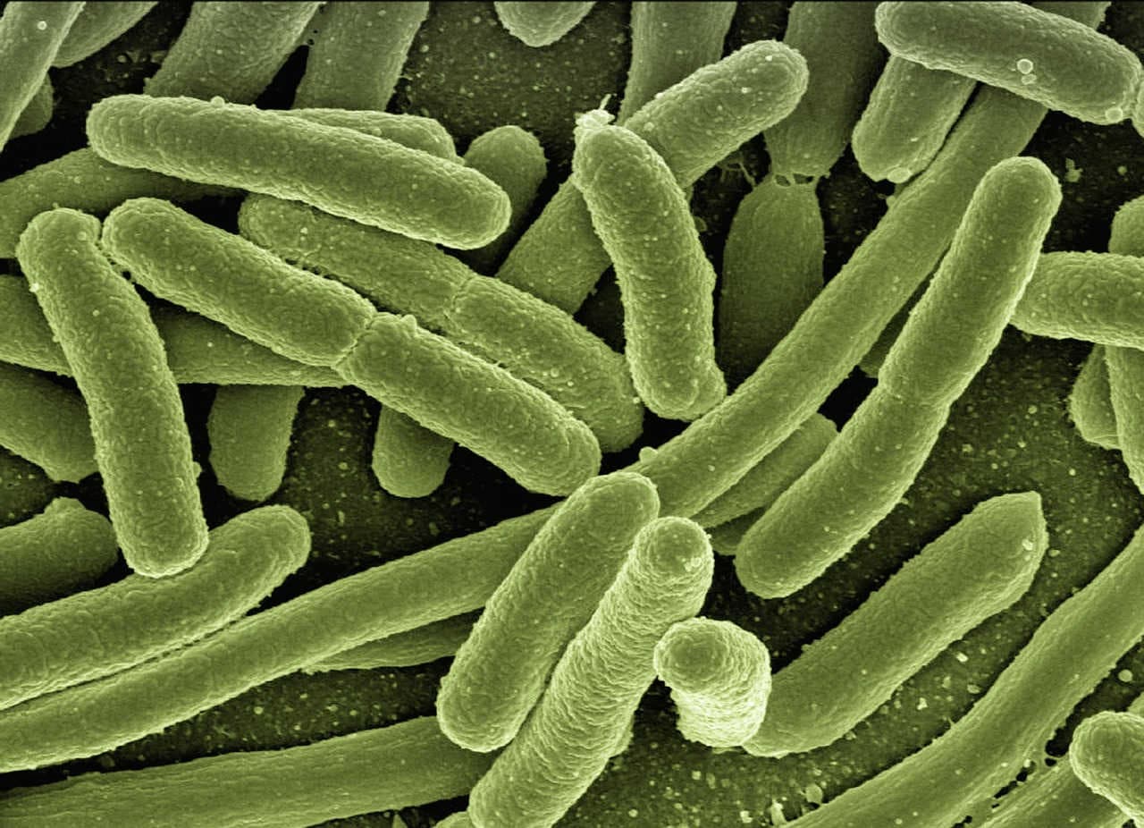 archea