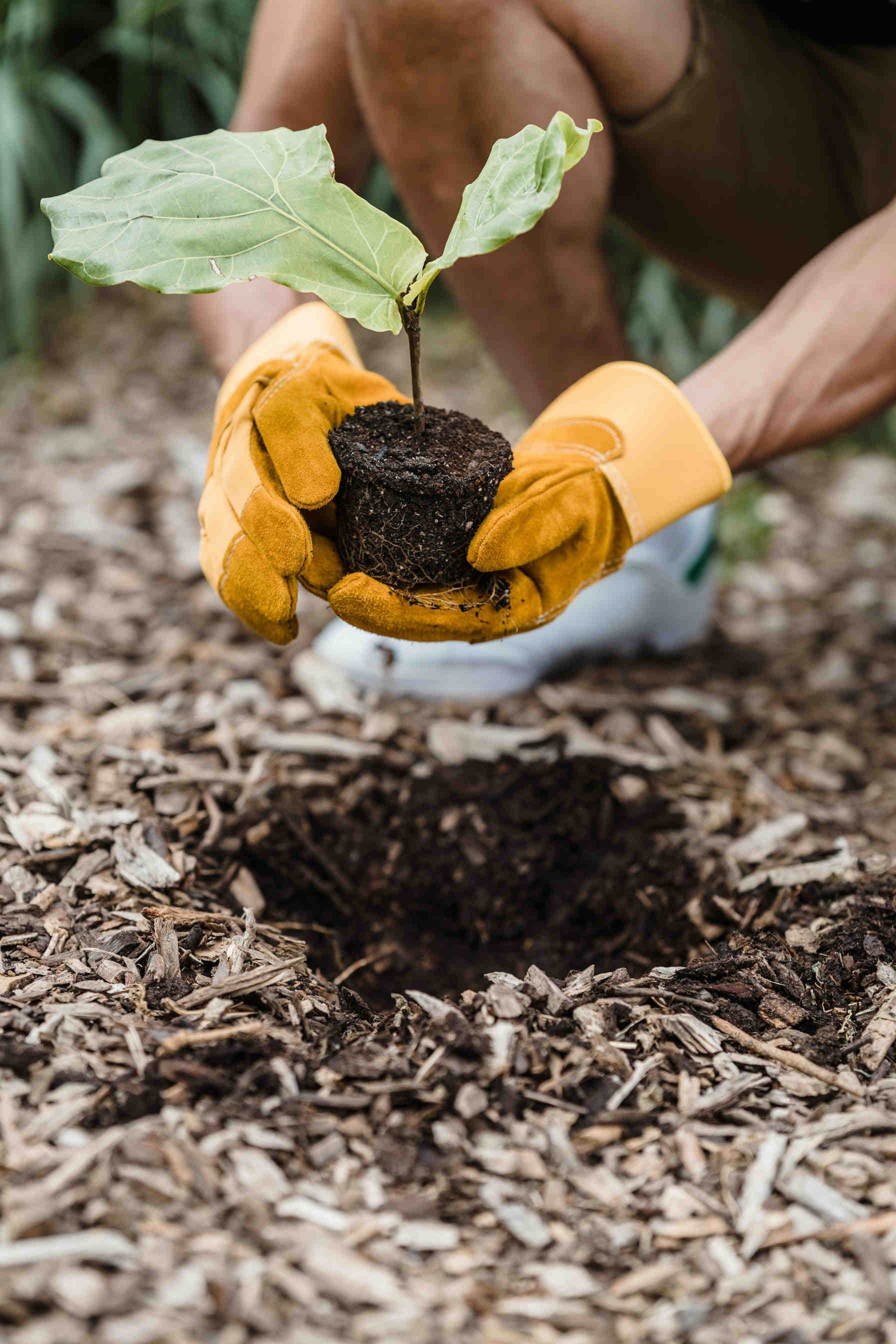 Des mains portant des gants jaunes tiennent un arbre et le plantent dans le sol