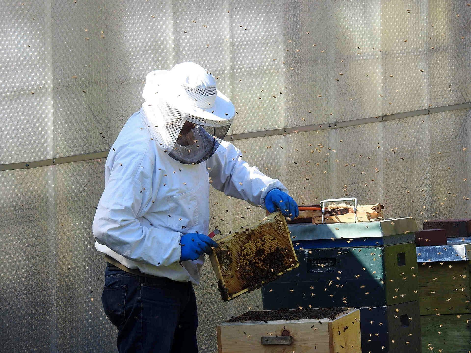 Bandi Per L’apicoltura In Regione Liguria E Nel Trentino