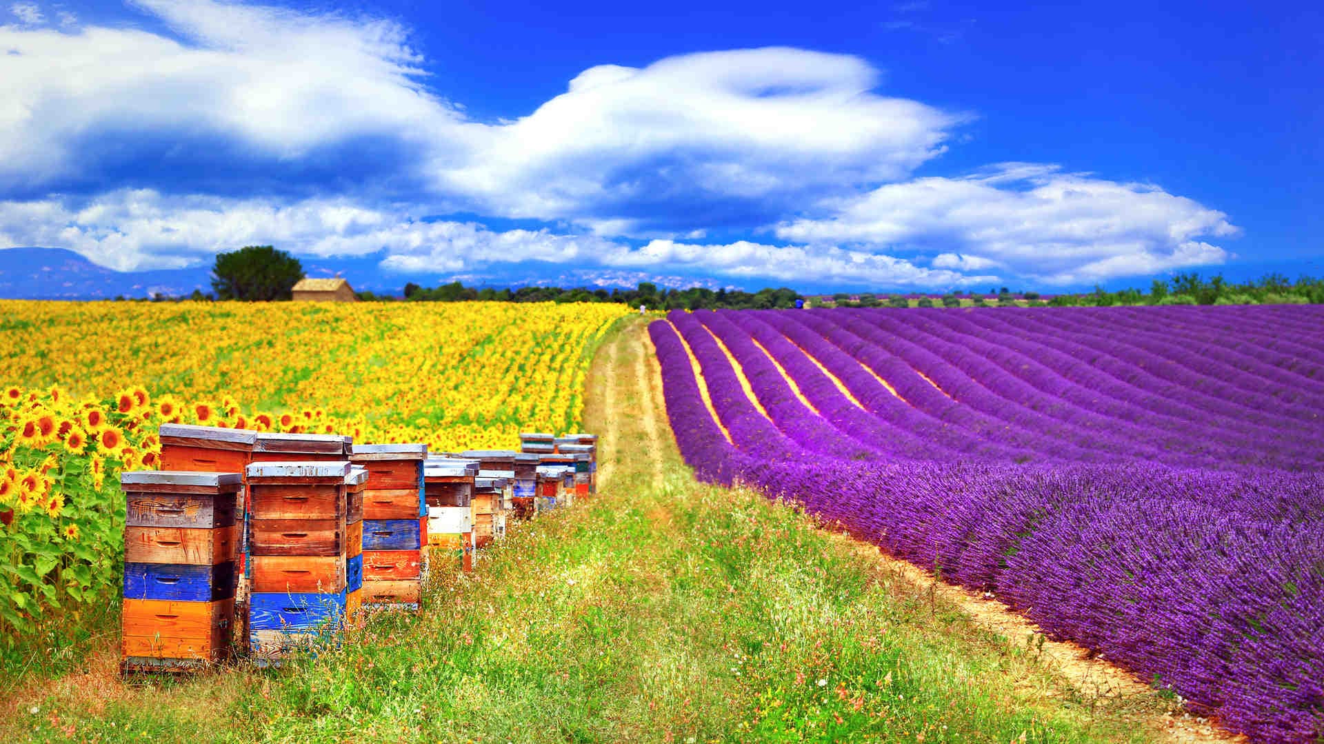 3Bee On The Road: Discovering Italian Beekeepers