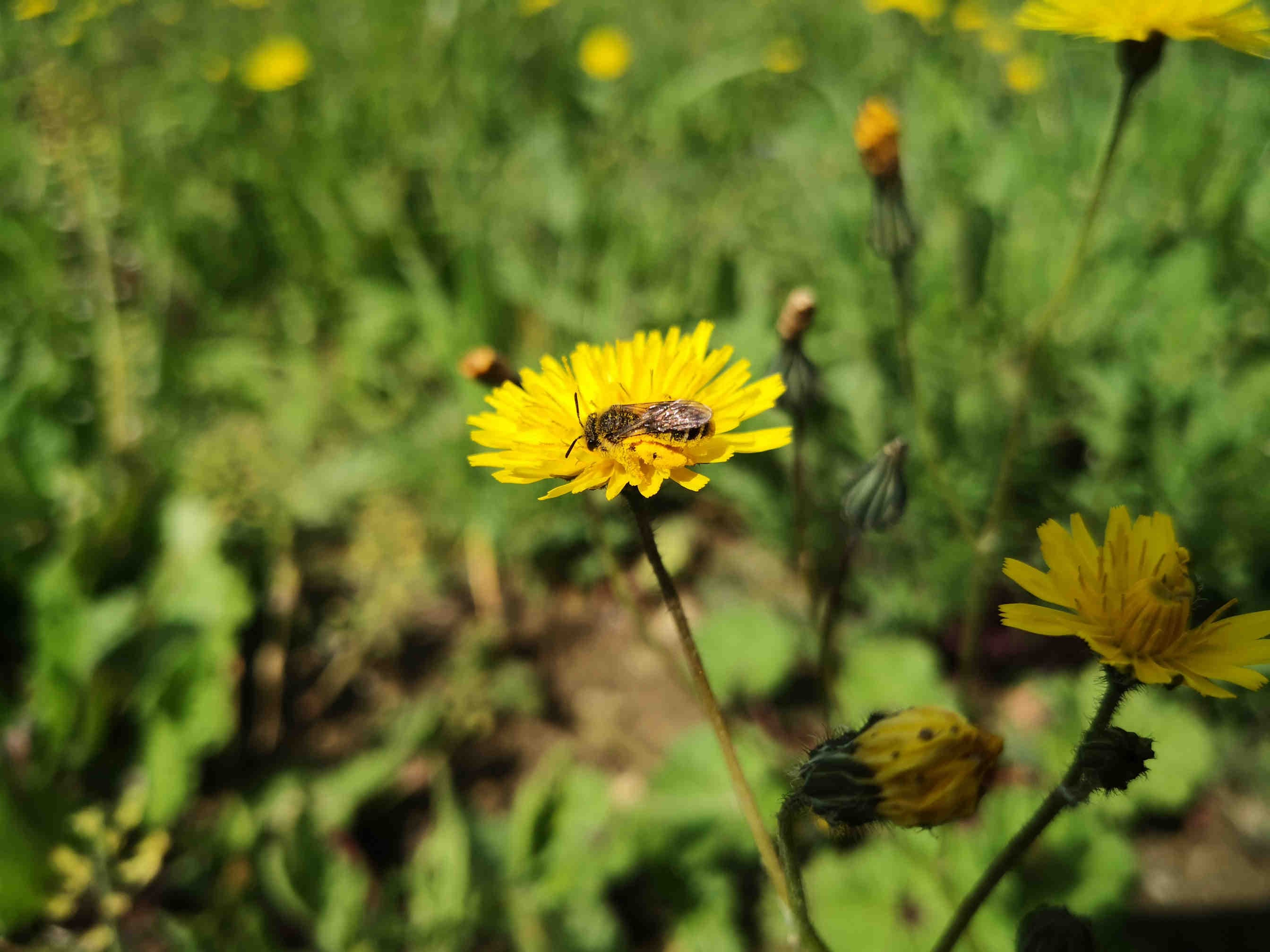 impollinatori