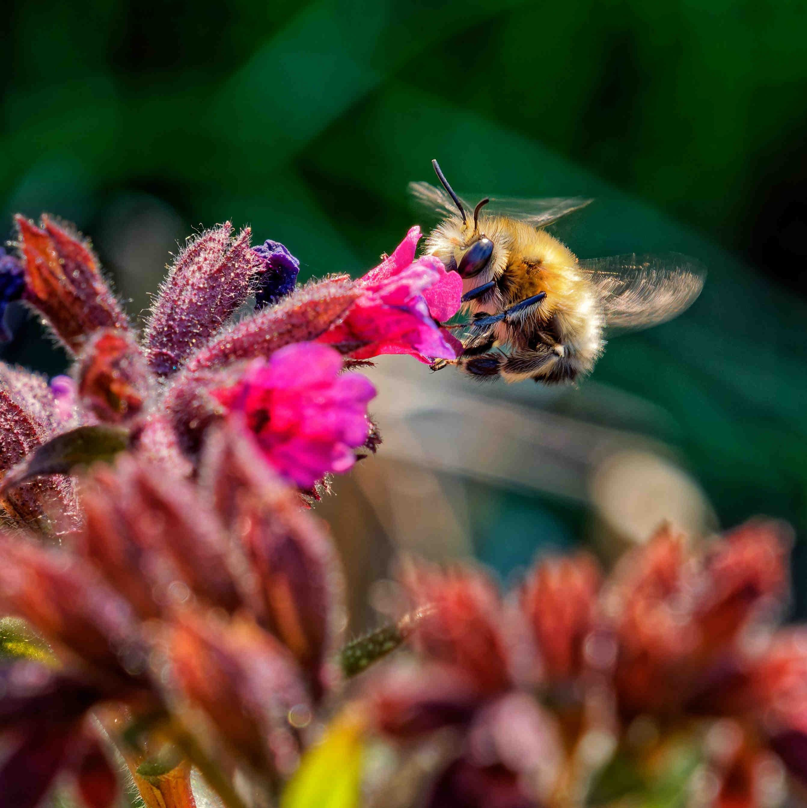 bombus terrestris fiore