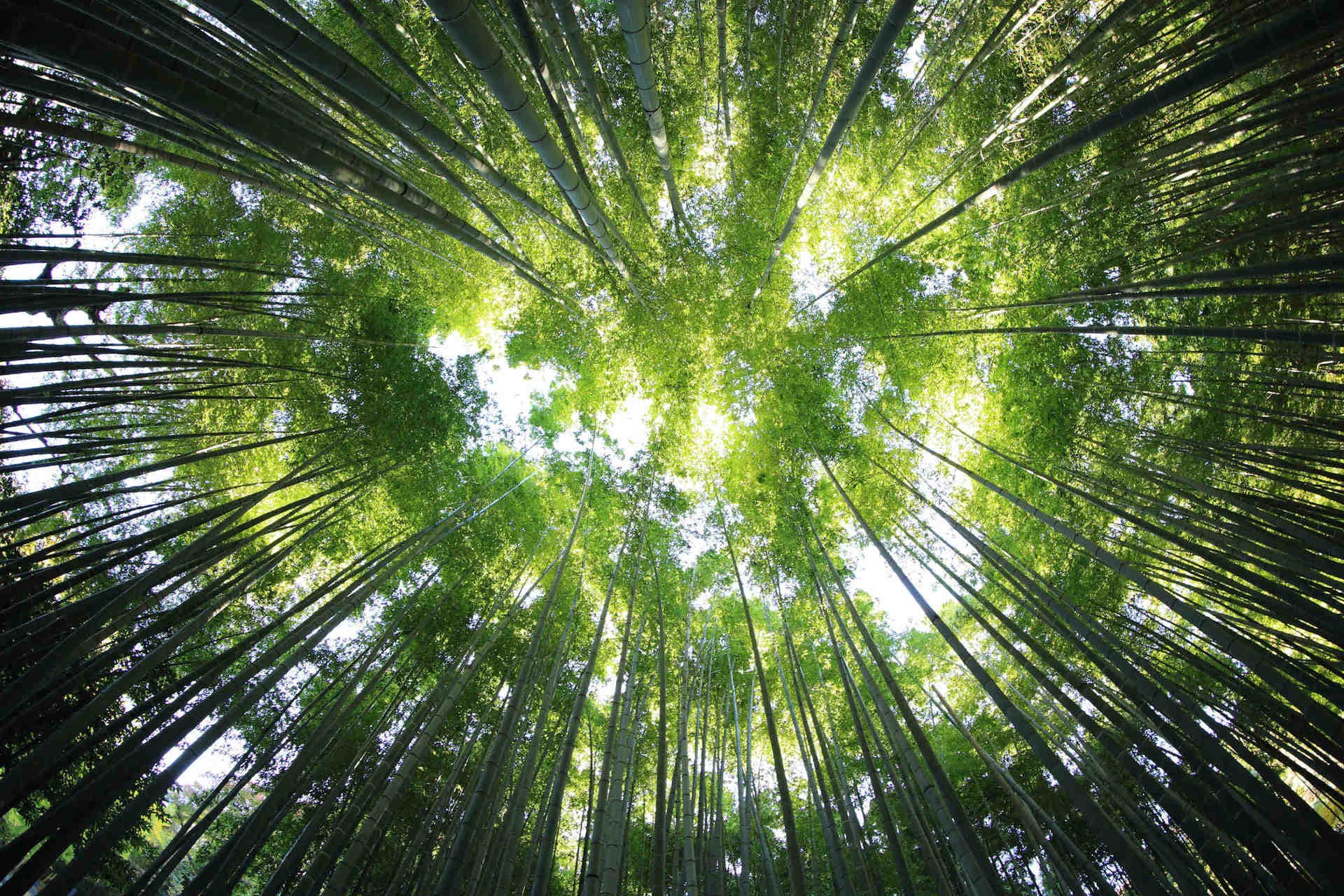 Why choose 3Bee corporate forests