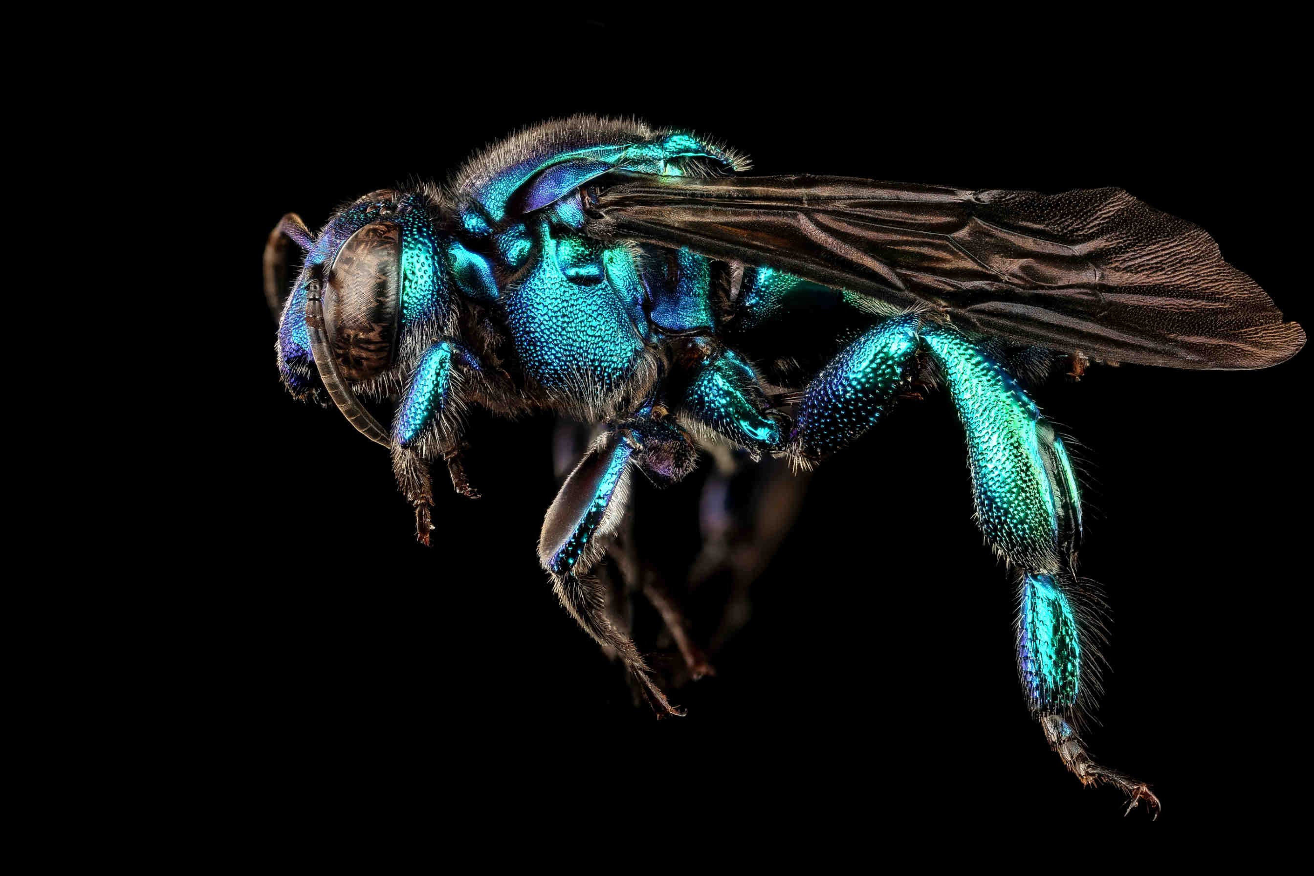 Exaerete smaragdina