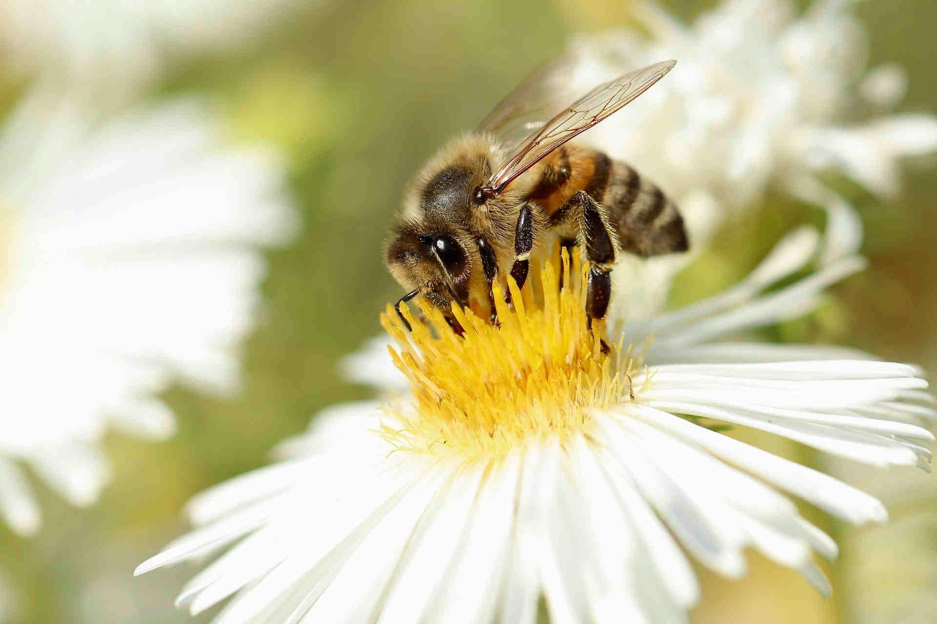 journée mondiale abeilles