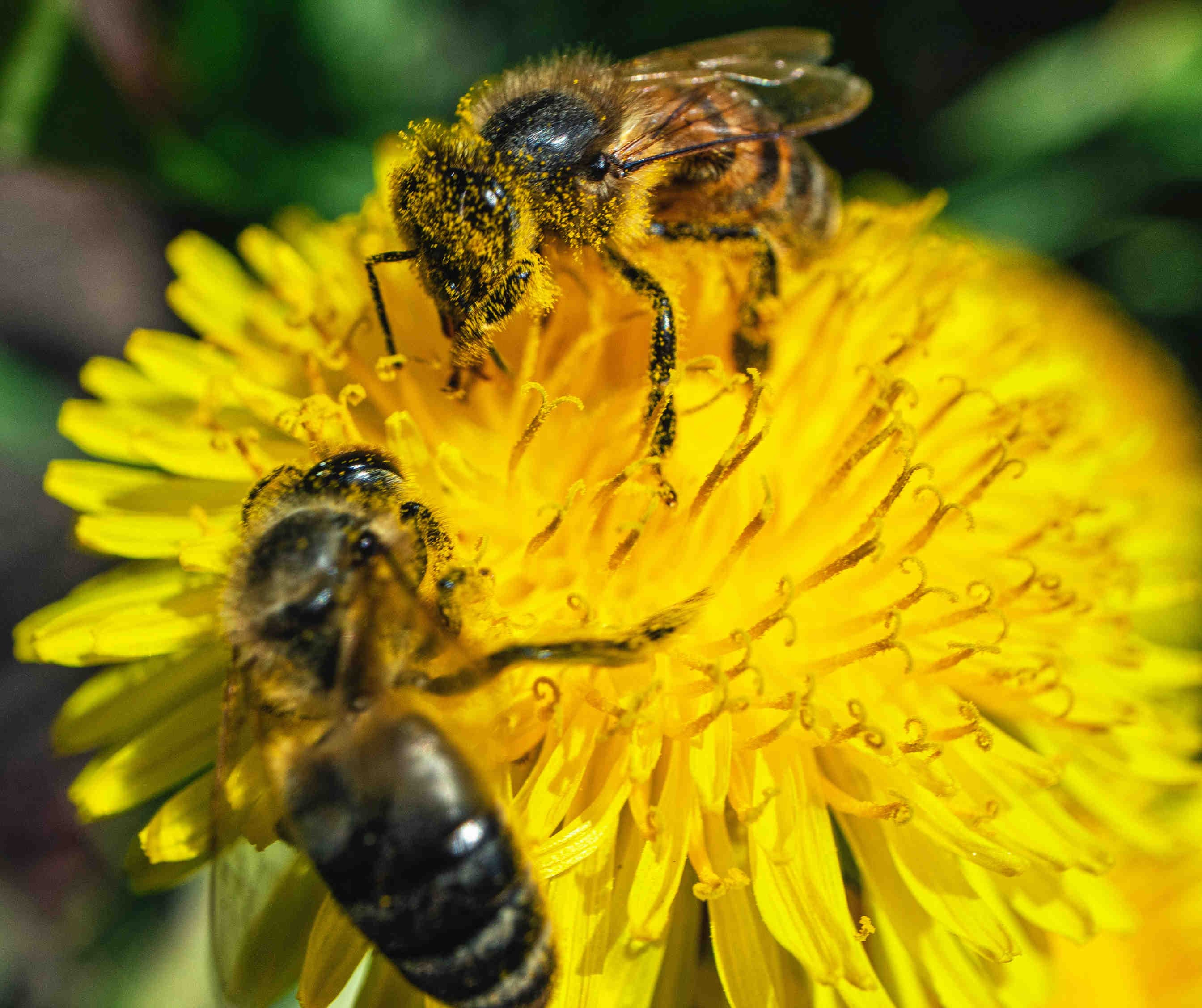 Mangia il miele del tuo alveare