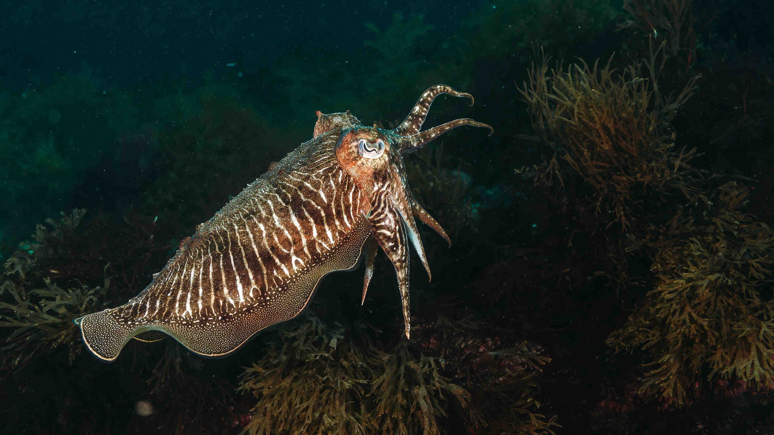 seppia comune