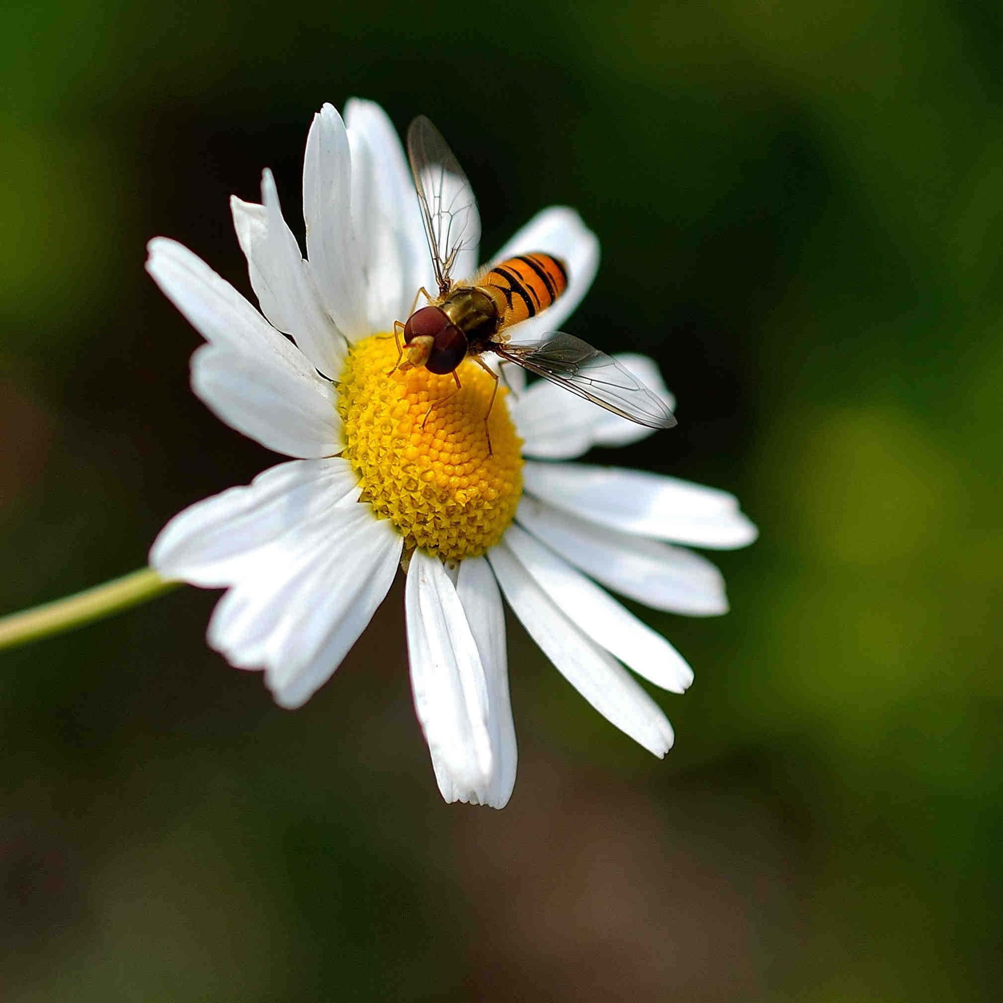 sirfide fiore