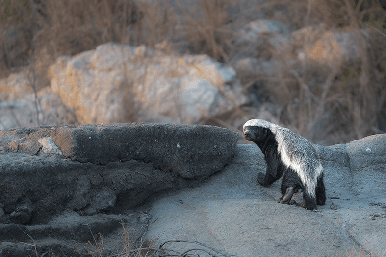 Honey badger: 5 interesting facts