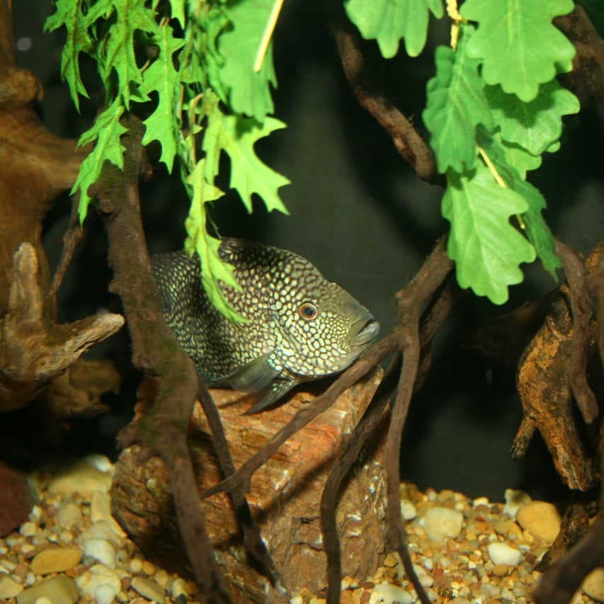ciclide verde