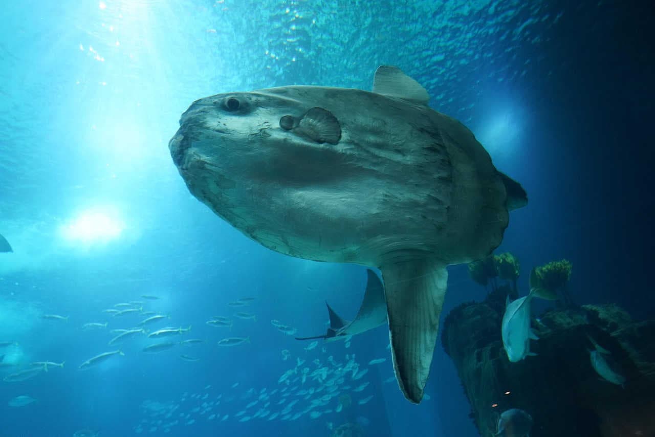 Che cos'è il pesce luna: il pesce osseo che soffre di solitudine