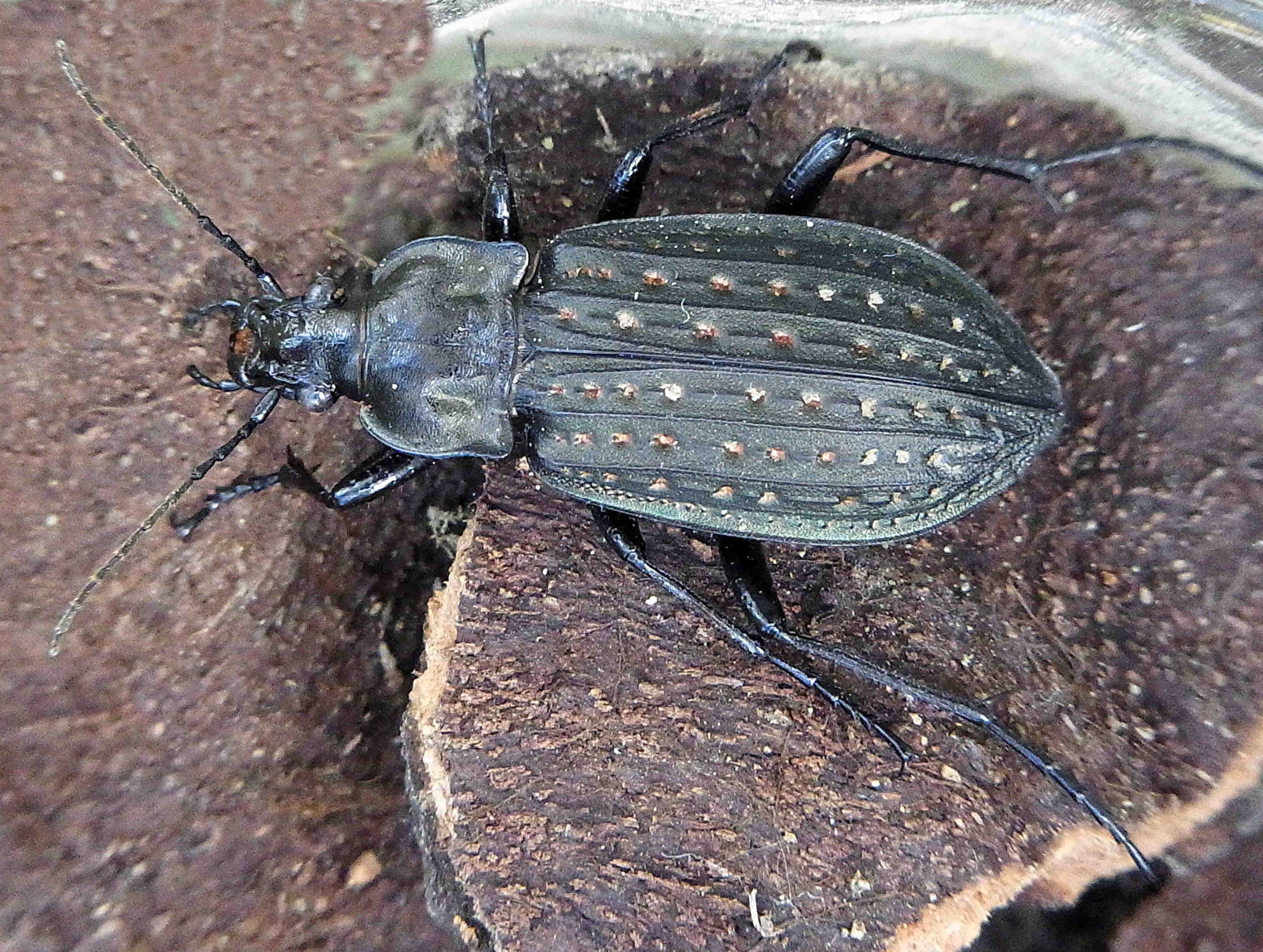 Carabus clathratus