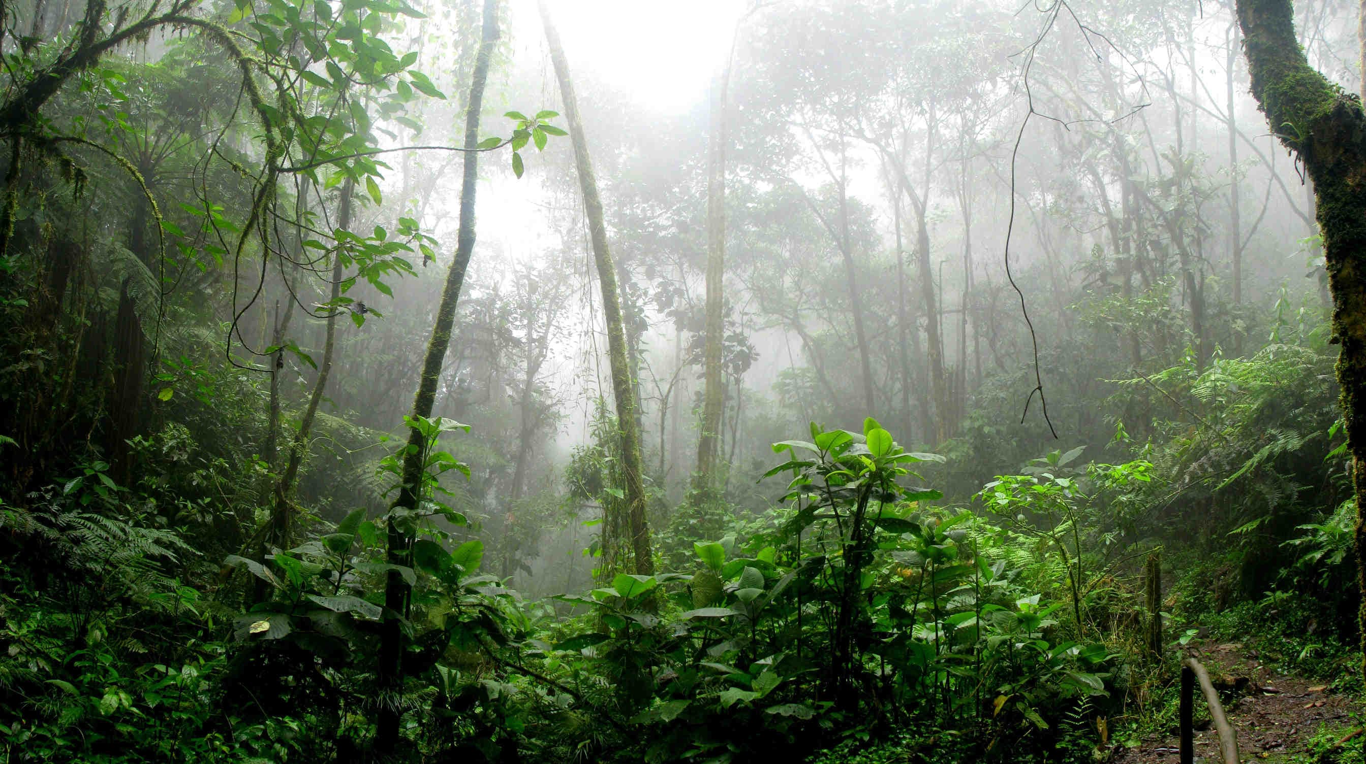 foresta pluviale