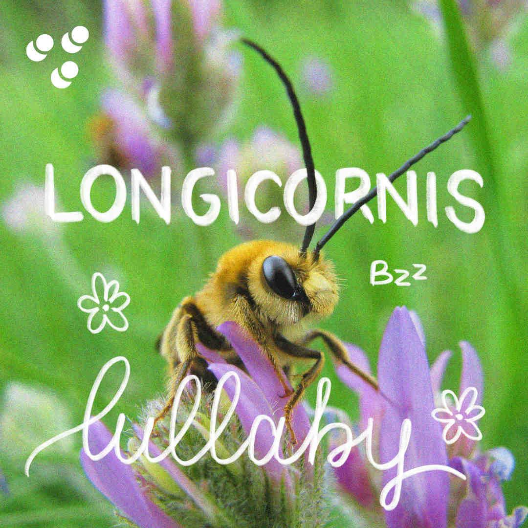Longicornis Lullaby - Eucera Longicornis