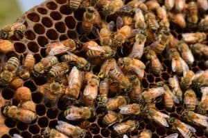 I segni rilevatori della sciamatura