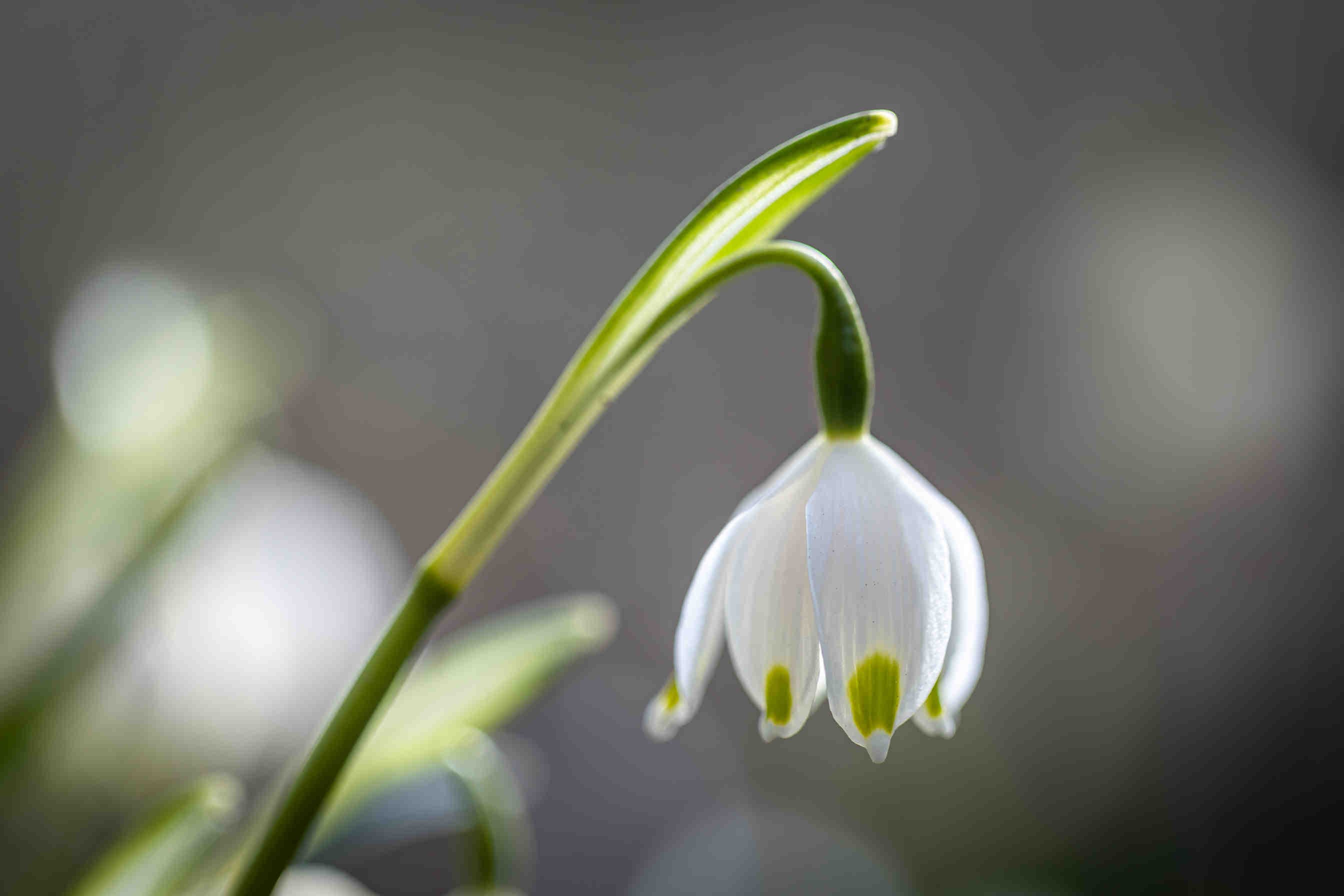 campanellino