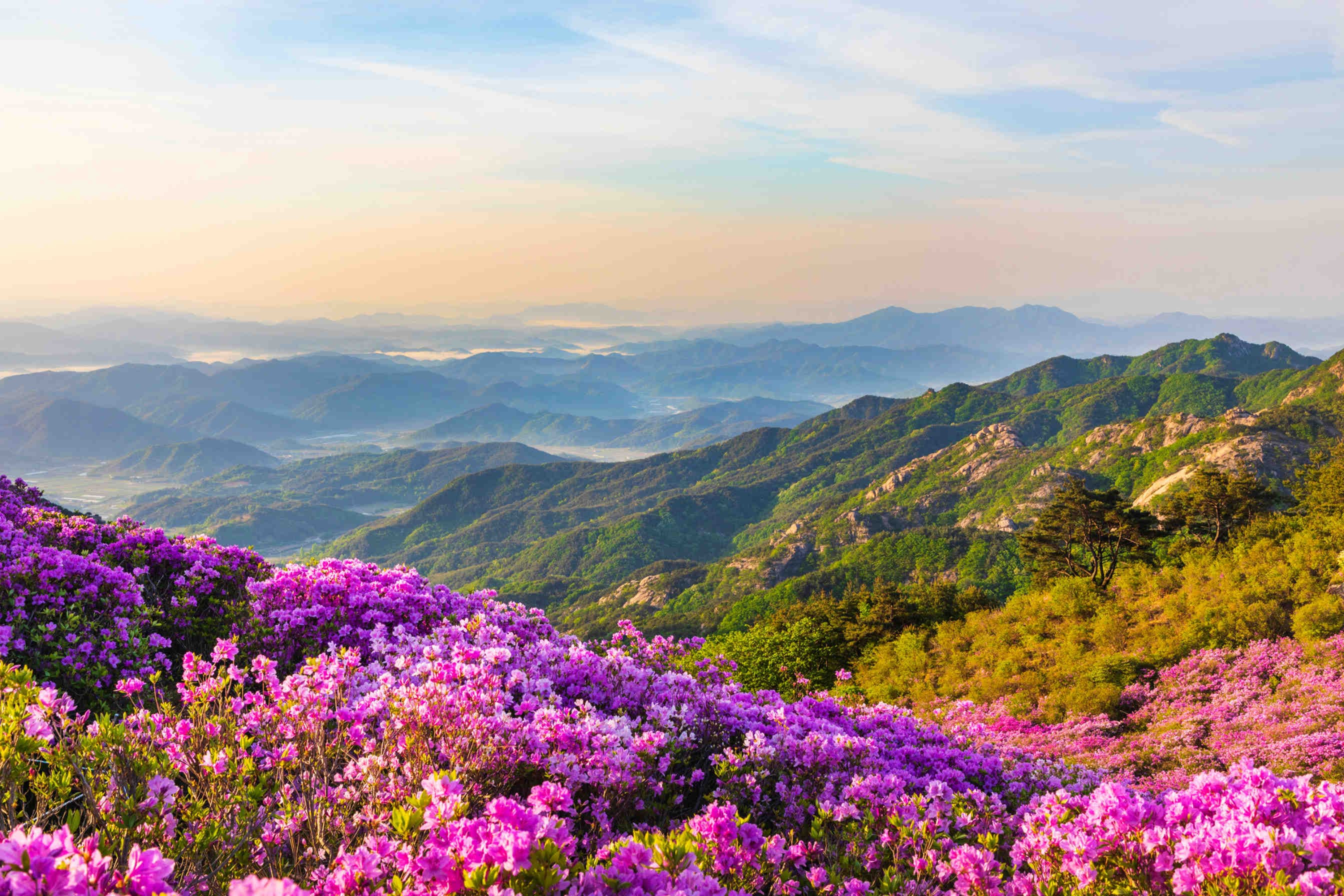 Come si fa il miele di millefiori?