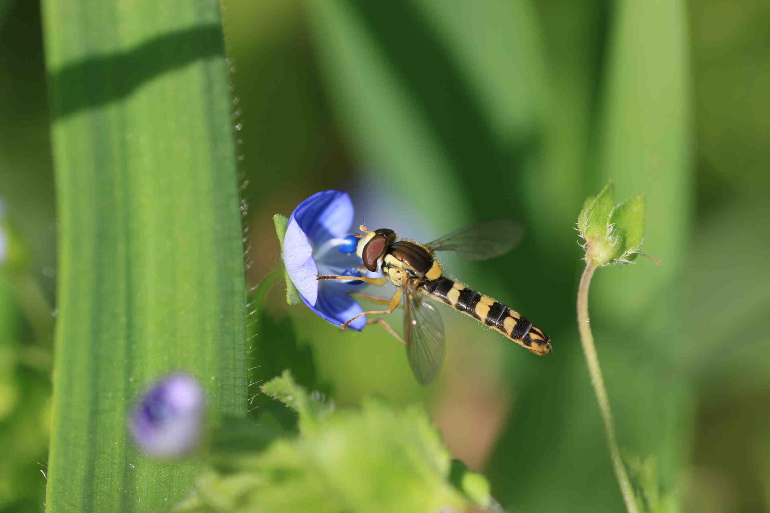sirfide 3Bee