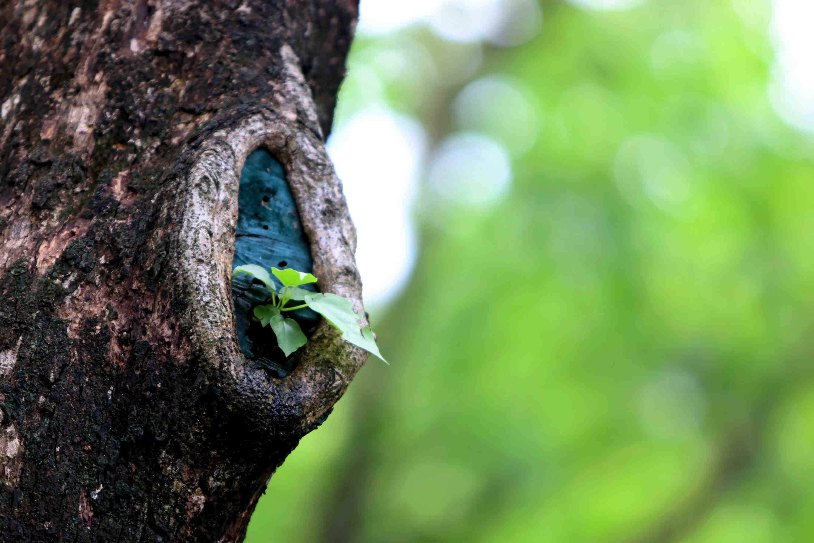 biodiversità vegetale