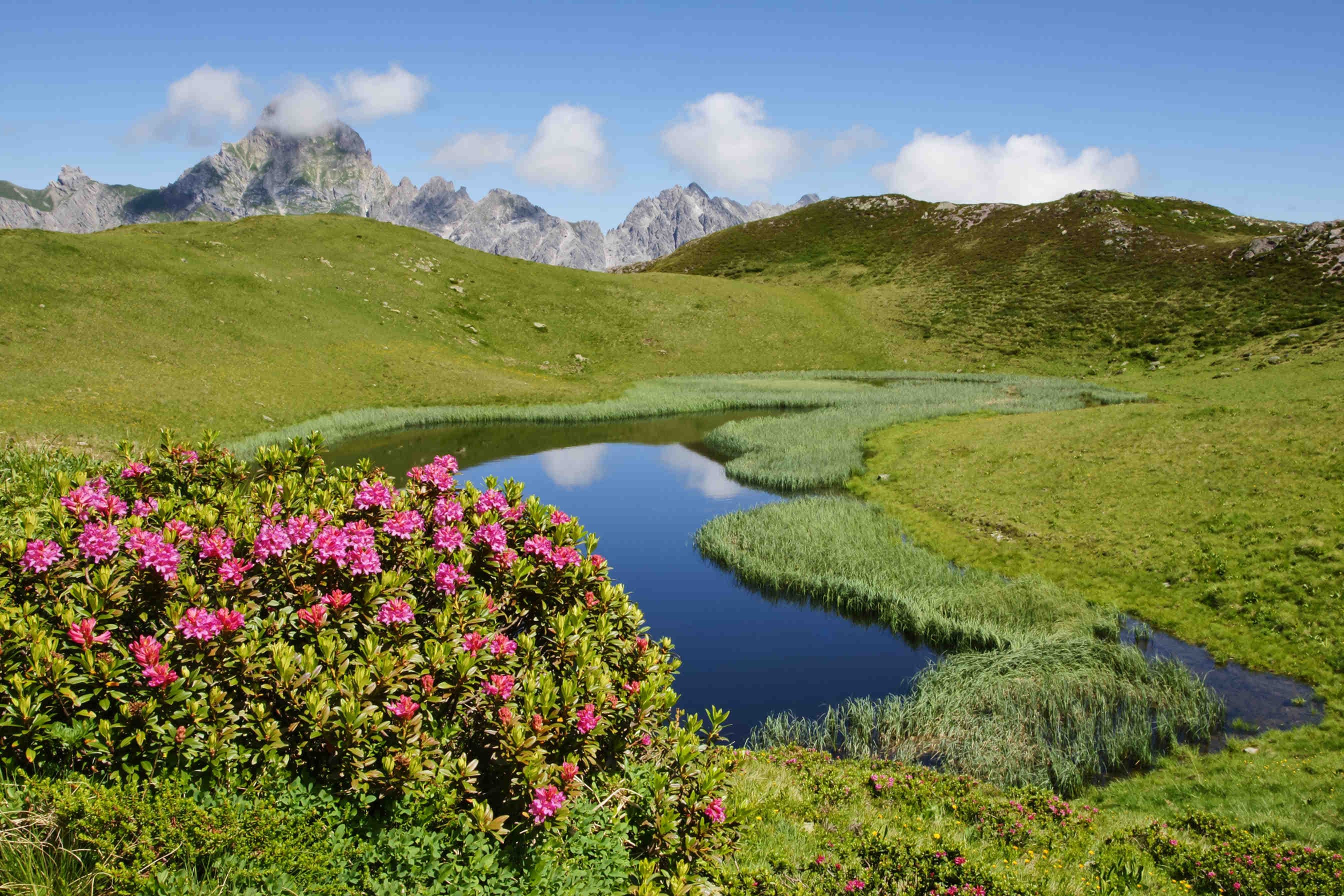 Azalea: characteristics, dissemination and impact on the environment
