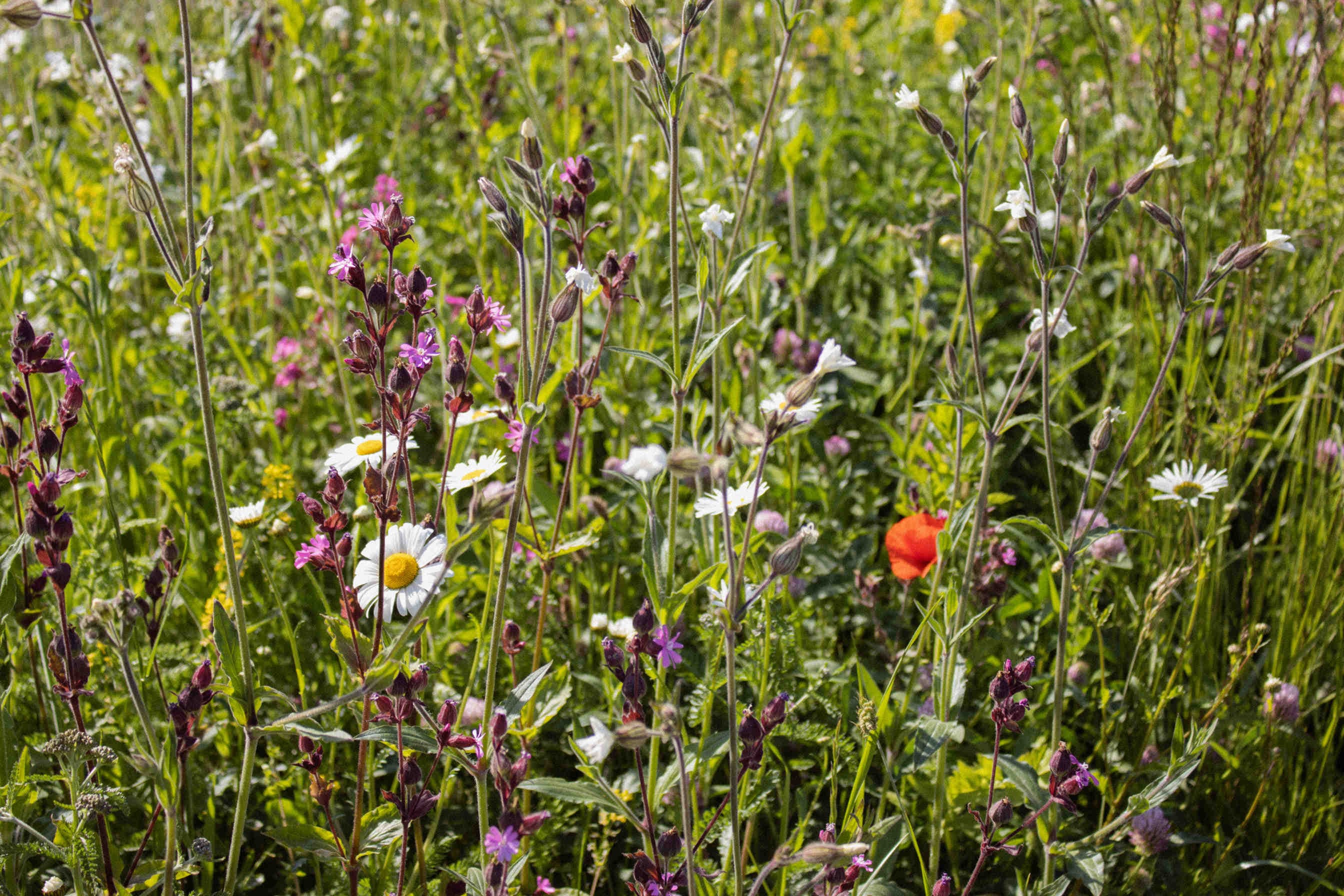 oasi della biodiversità 3bee