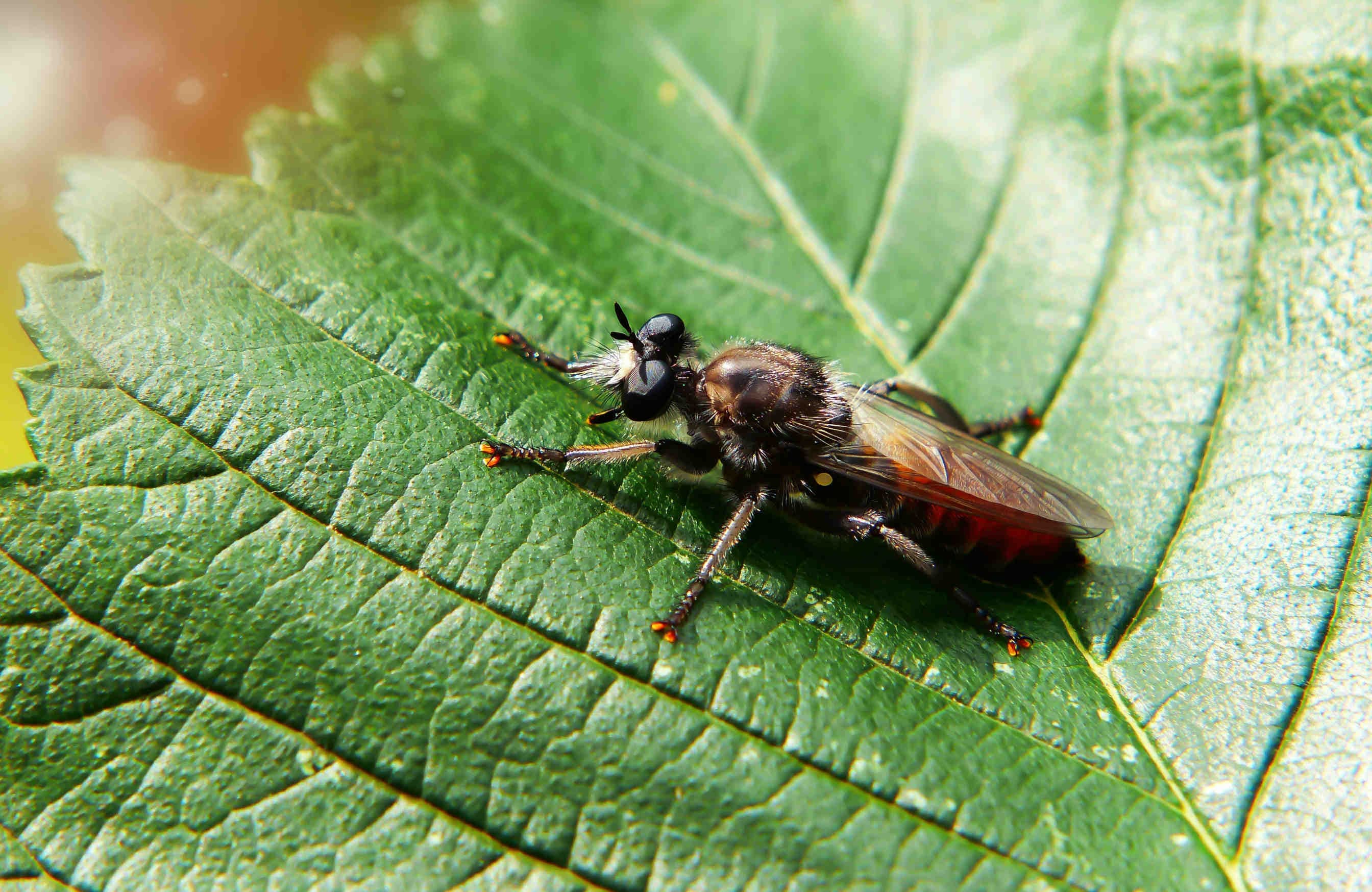Asilidae
