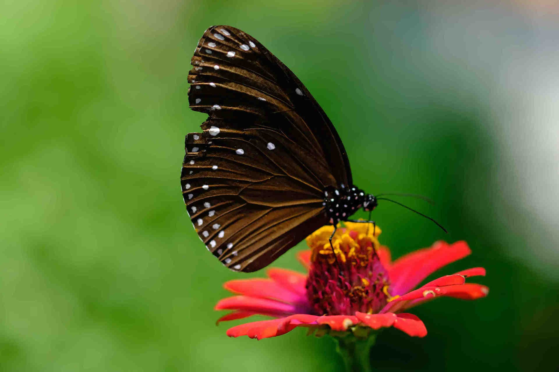 Nectar