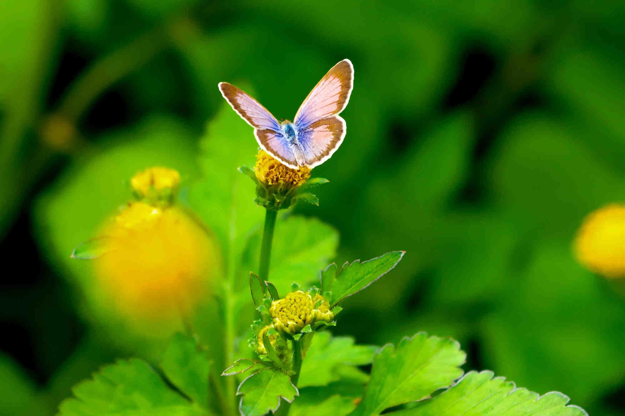 Monitorare le metriche di biodiversità