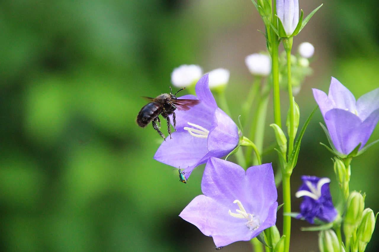 fiore impollinatore